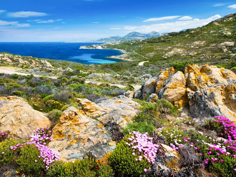Panoramablick von der Halbinsel La Revellata auf die Bucht von Calvi mit blühender, violetter Macchia im Vordergrund.