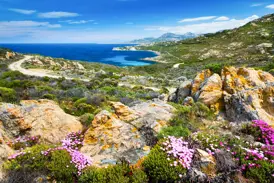 Panoramablick von der Halbinsel La Revellata auf die Bucht von Calvi mit blühender, violetter Macchia im Vordergrund.