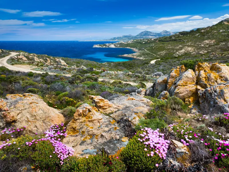 Panoramablick auf einer Wanderung auf La Revellata: blühende Macchia, Felsen und ein Pfad entlang der türkisen Küste Korsikas.
