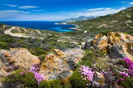 Panoramablick auf einer Wanderung auf La Revellata: blühende Macchia, Felsen und ein Pfad entlang der türkisen Küste Korsikas.