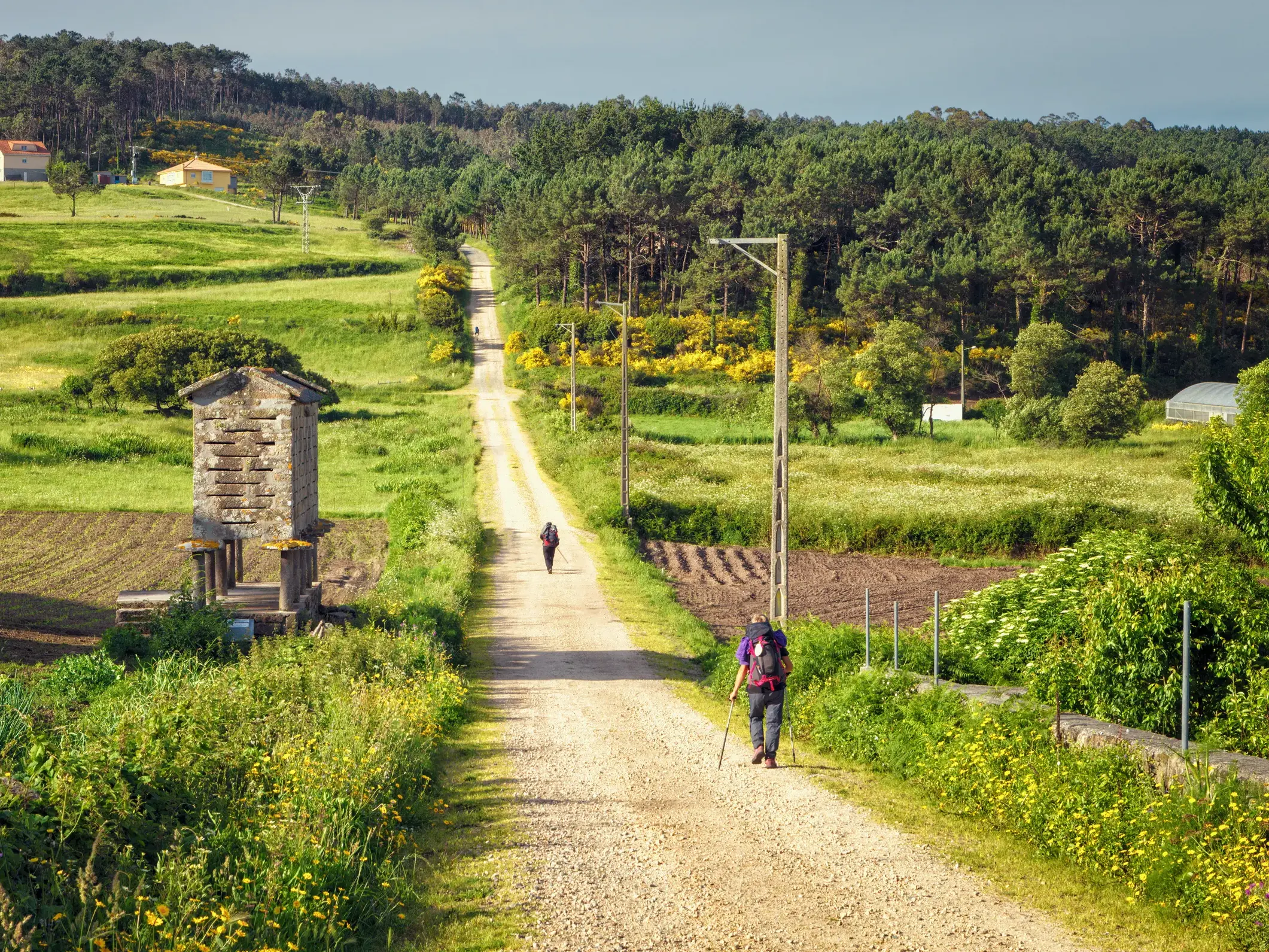 Zwei Wanderer mit Rucksäcken auf einem Feldweg des Jakobswegs durch die grüne Hügellandschaft Galiciens.