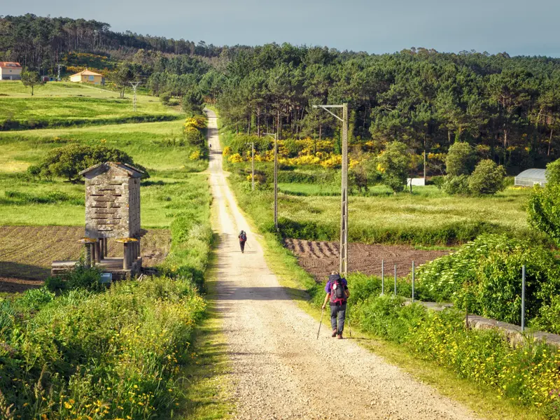 Zwei Wanderer mit Rucksäcken auf einem Feldweg des Jakobswegs durch die grüne Hügellandschaft Galiciens.