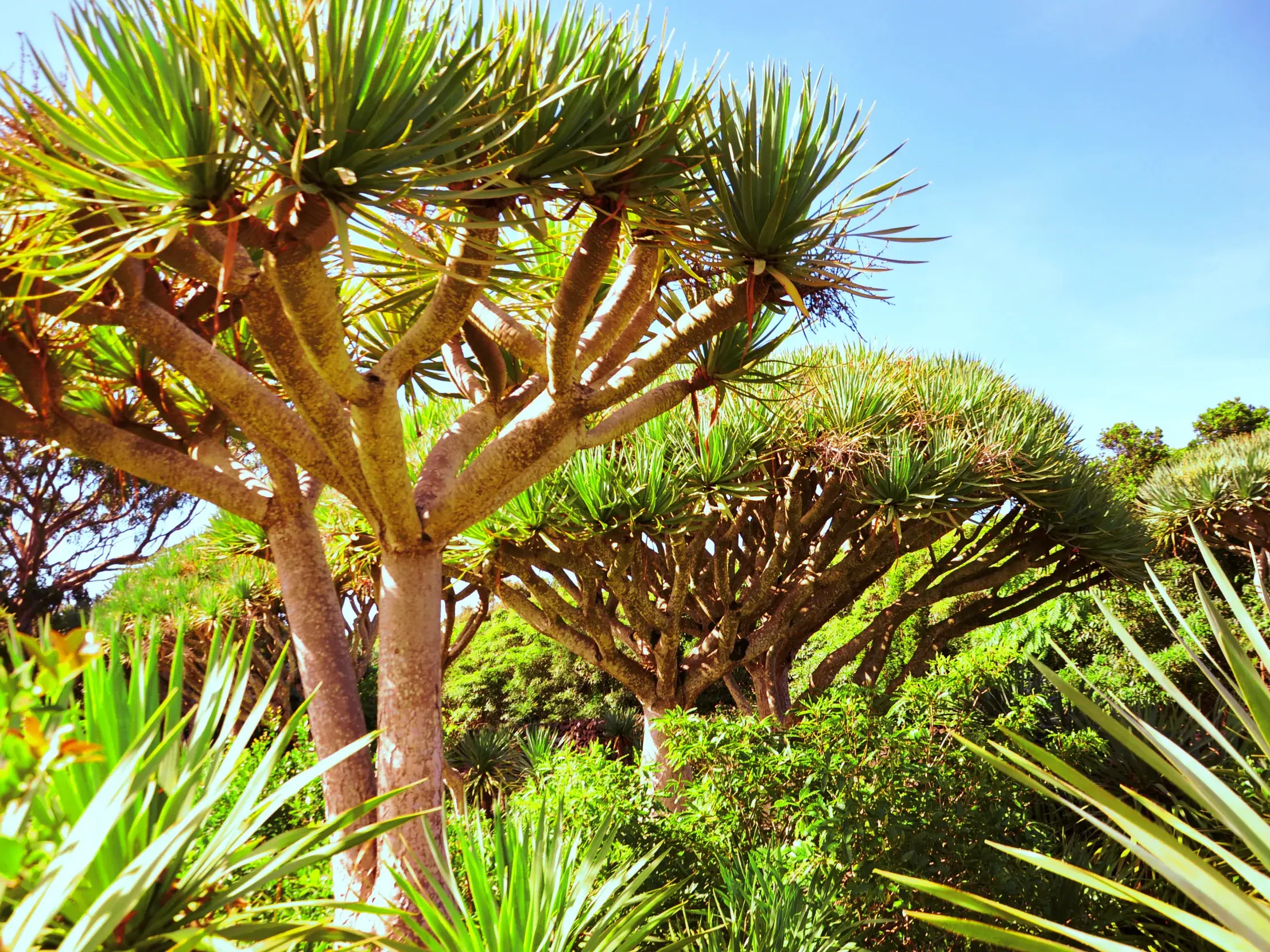 Üppig grüne Drachenbäume mit verzweigten Ästen in einem botanischen Garten auf der Azoreninsel Sao Miguel bei Sonnenschein.