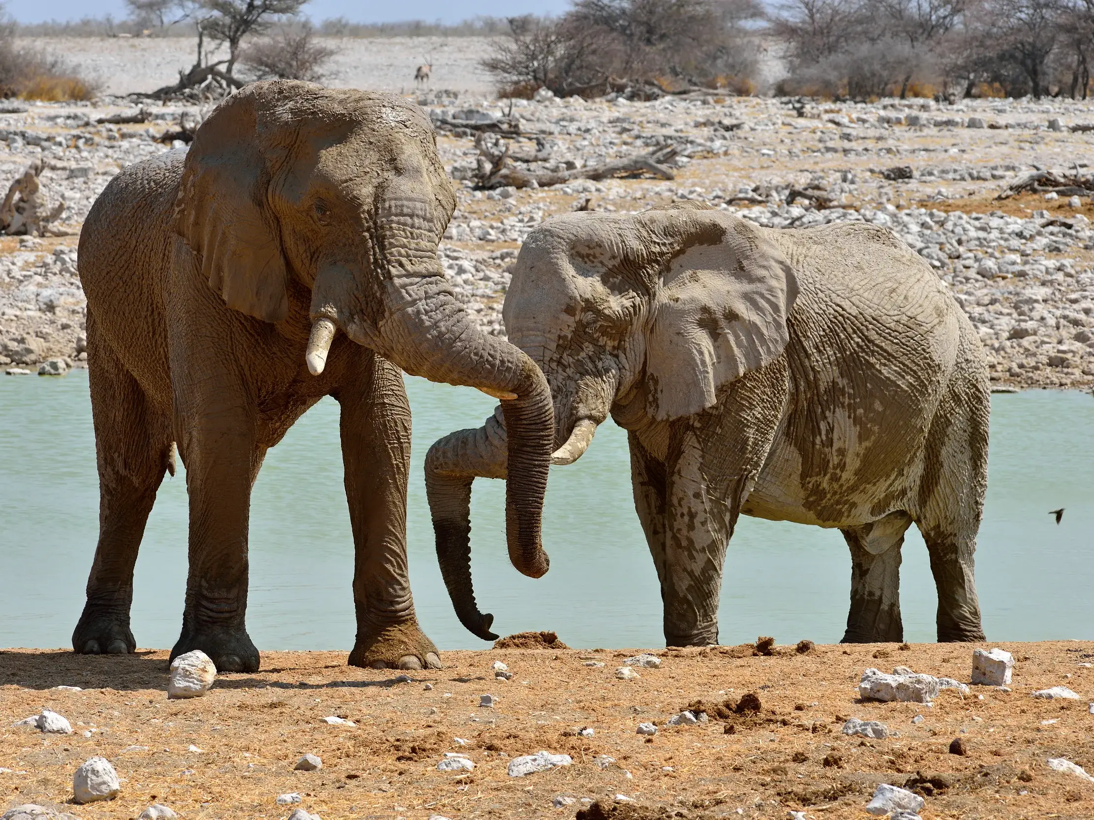 Zwei große, schlammbedeckte Elefanten interagieren mit ihren Rüsseln an einem Wasserloch im Etosha Nationalpark in Namibia.