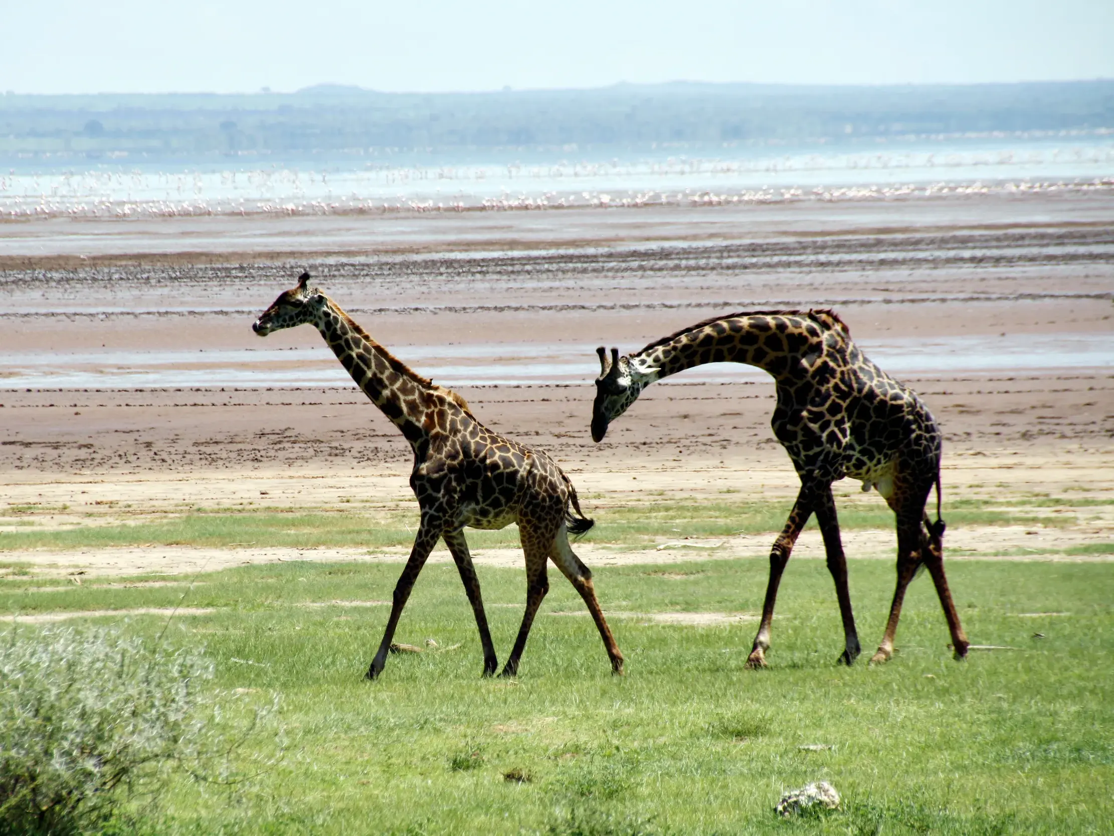 Zwei Massai-Giraffen am grünen Ufer des Lake Manyara in Tansania. Im Hintergrund der Soda-See mit einer Kolonie Flamingos.