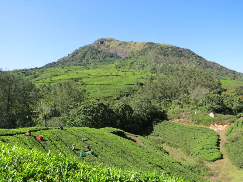 Einheimische Frauen bei der Tee-Ernte auf den weitläufigen, grünen Teeplantagen von Munnar in den Western Ghats Indiens.