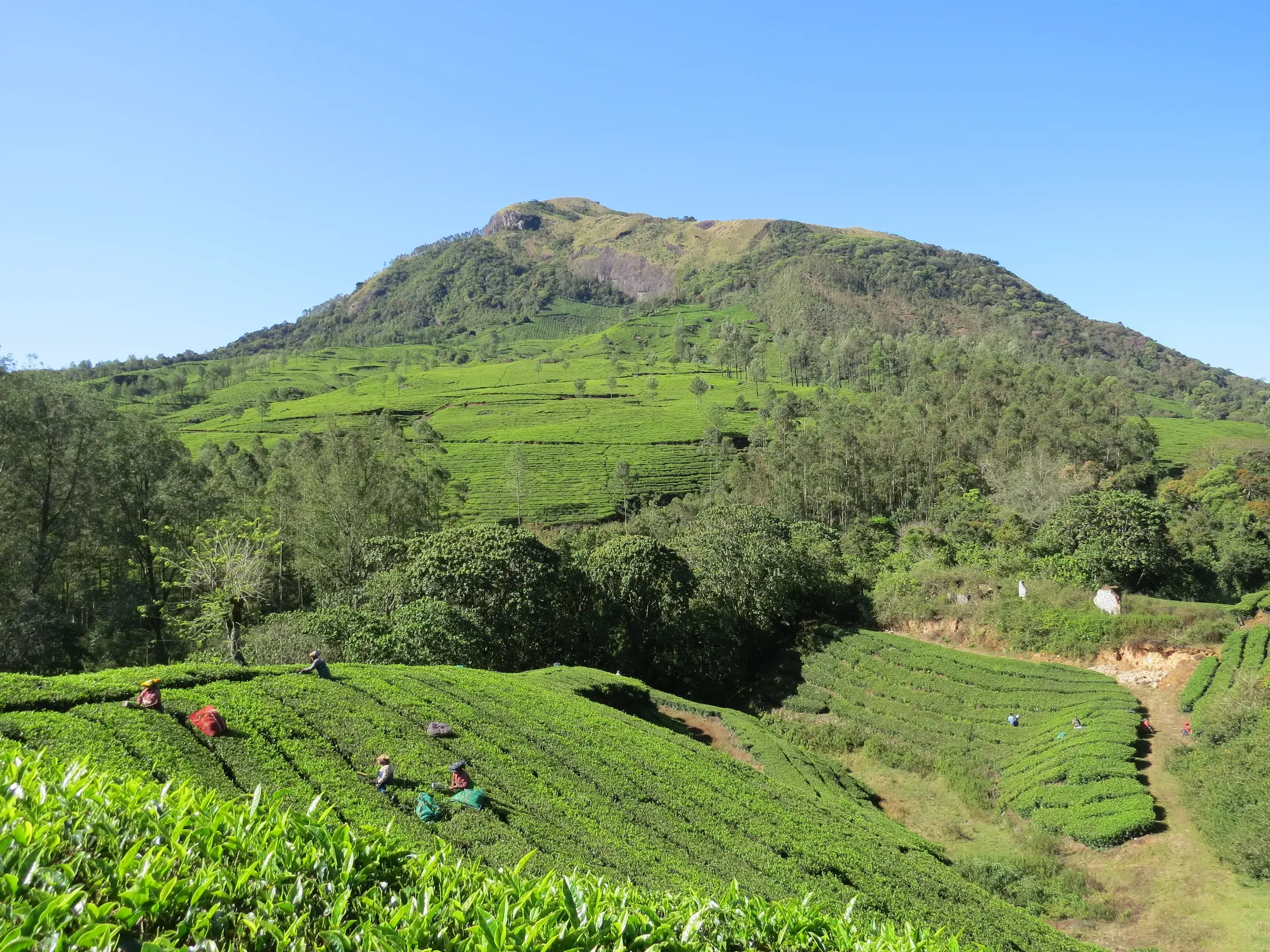 Wanderung durch Keralas grüne Teeplantagen in den Western Ghats mit Blick auf die Berge und Teepflücker bei der Arbeit.