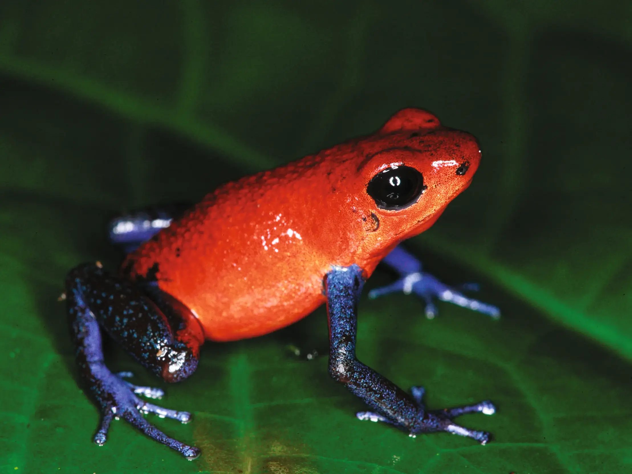 Ein leuchtend roter Pfeilgiftfrosch mit blauen Beinen sitzt auf einem großen grünen Blatt im Regenwald von Costa Rica.