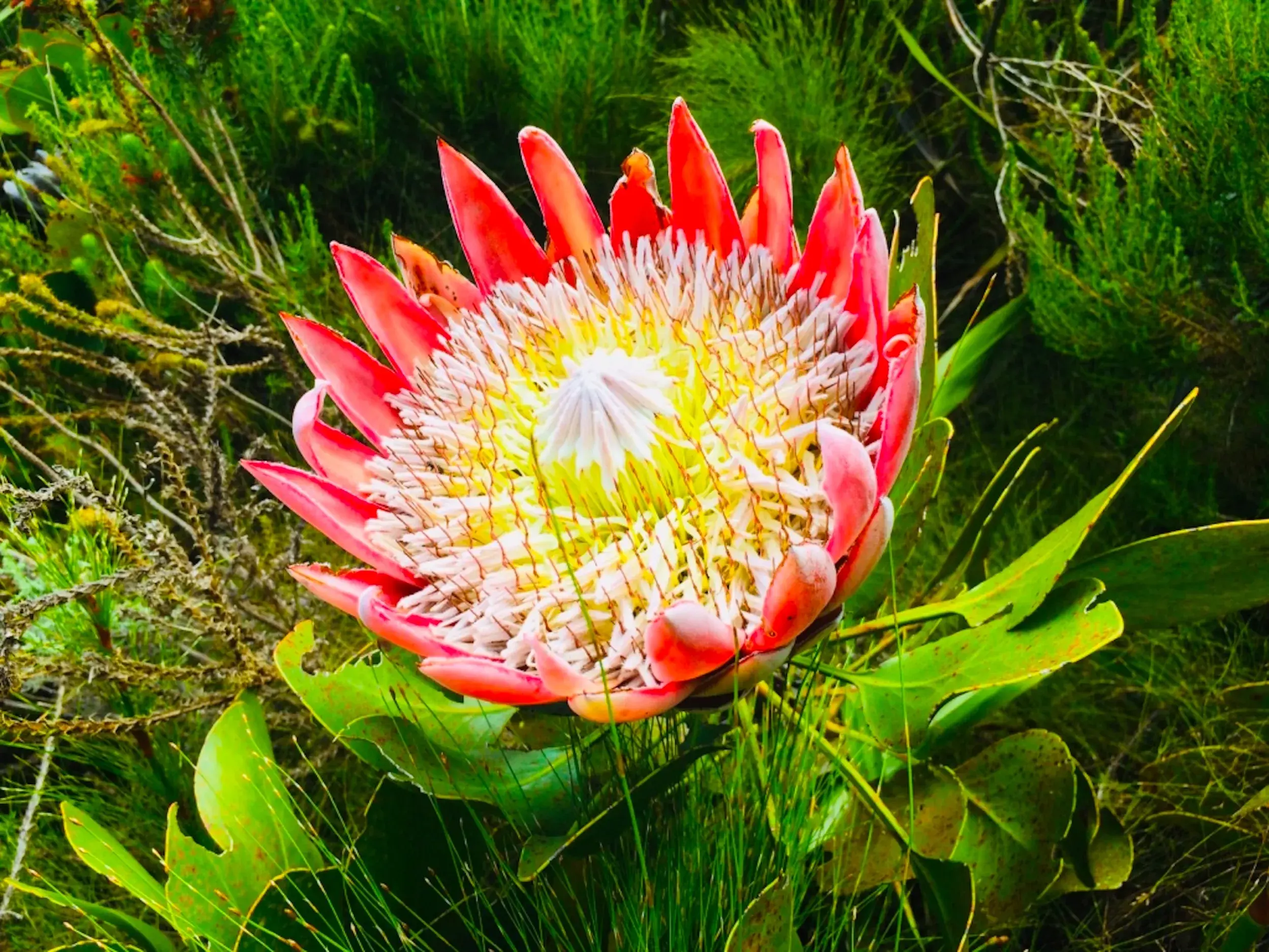 Leuchtende Königsprotea-Blüte im Fynbos während einer Wanderung in den Drakensbergen in Südafrika.