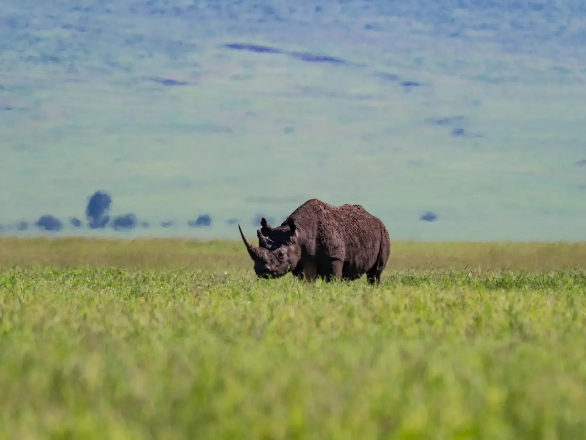 Ein majestätisches Spitzmaulnashorn, eines der Big Five, steht in der weiten, grünen Ebene des Ngorongoro Kraters in Tansania.