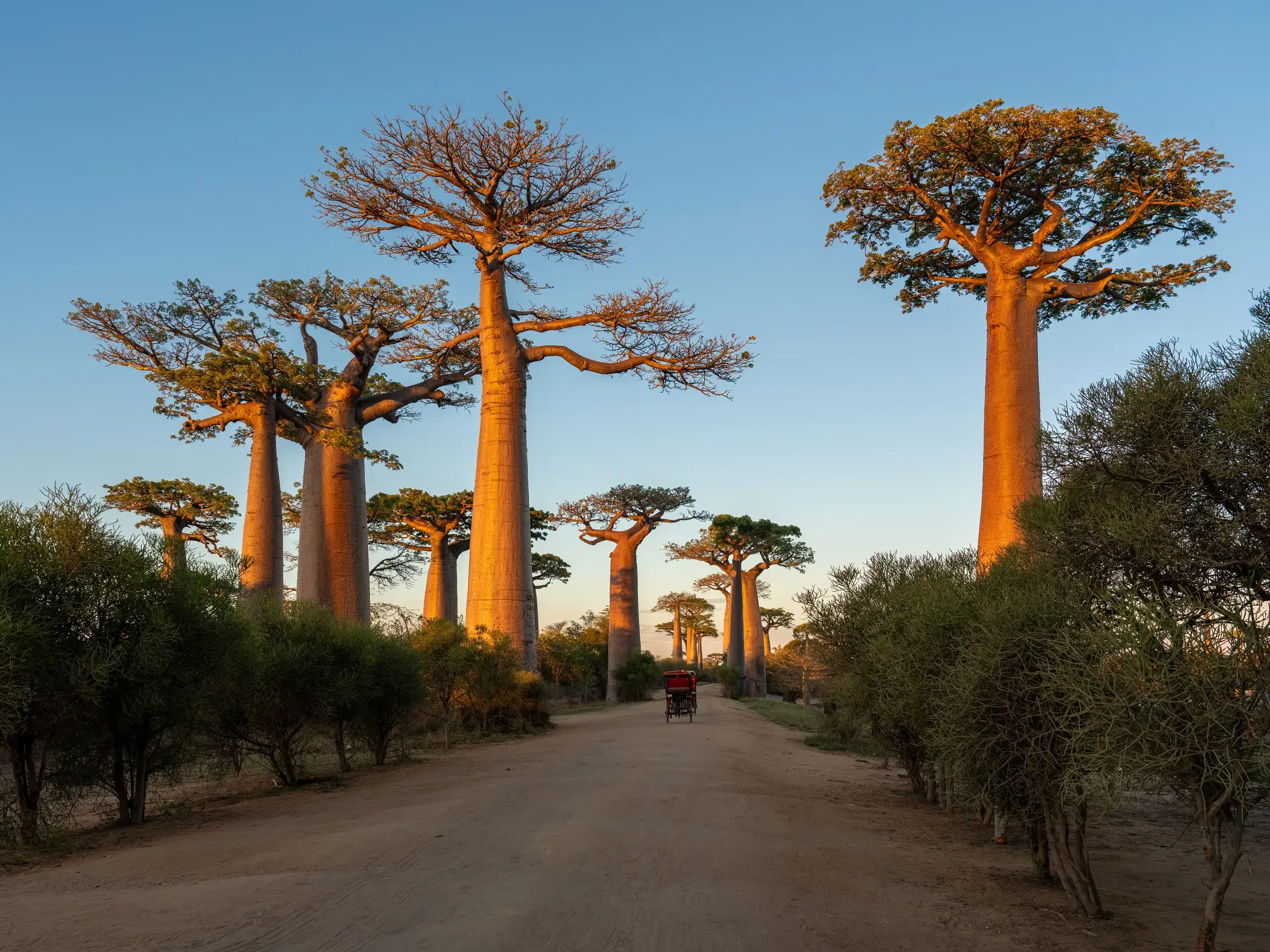Imposante Baobab-Bäume säumen die Sandpiste der Baobab-Allee bei Morondava im goldenen Sonnenuntergang.