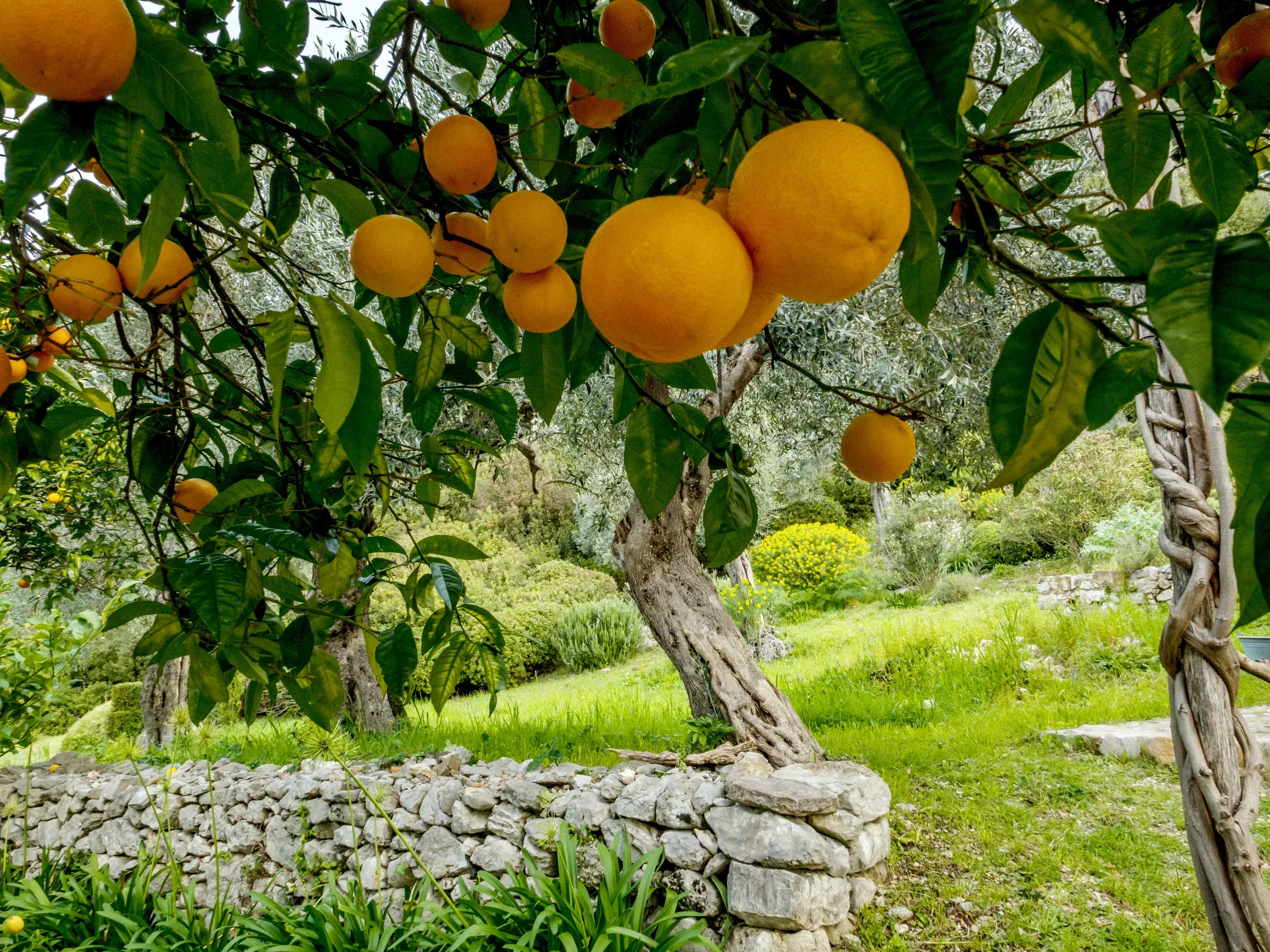 Reife Orangen an einem Baum in einem idyllischen Agriturismo-Garten während einer Wanderreise an der Amalfiküste.