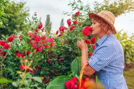 Eine Reiseteilnehmerin mit Strohhut und Korb genießt auf einer Studienreise den Duft üppiger roter Rosen in England.