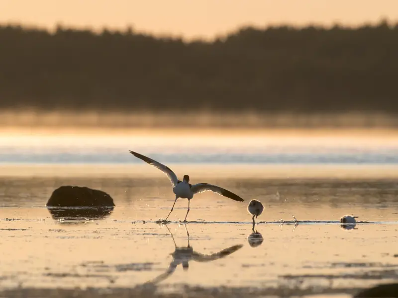 Anmutige Stelzenläufer im Vogelparadies der Kurischen Nehrung, ein Vogel landet im seichten Wasser.
