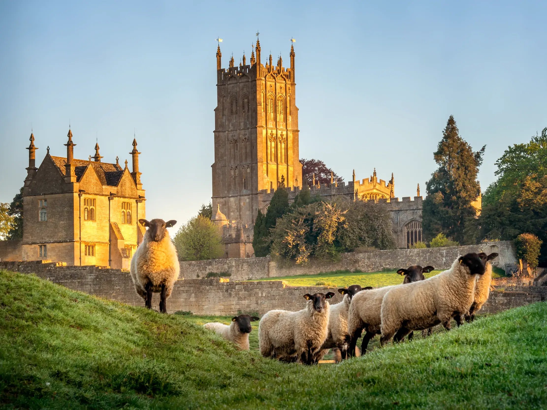 Schafherde auf einem grünen Hügel in den Cotswolds mit Blick auf das historische Sudeley Castle im warmen Abendlicht.