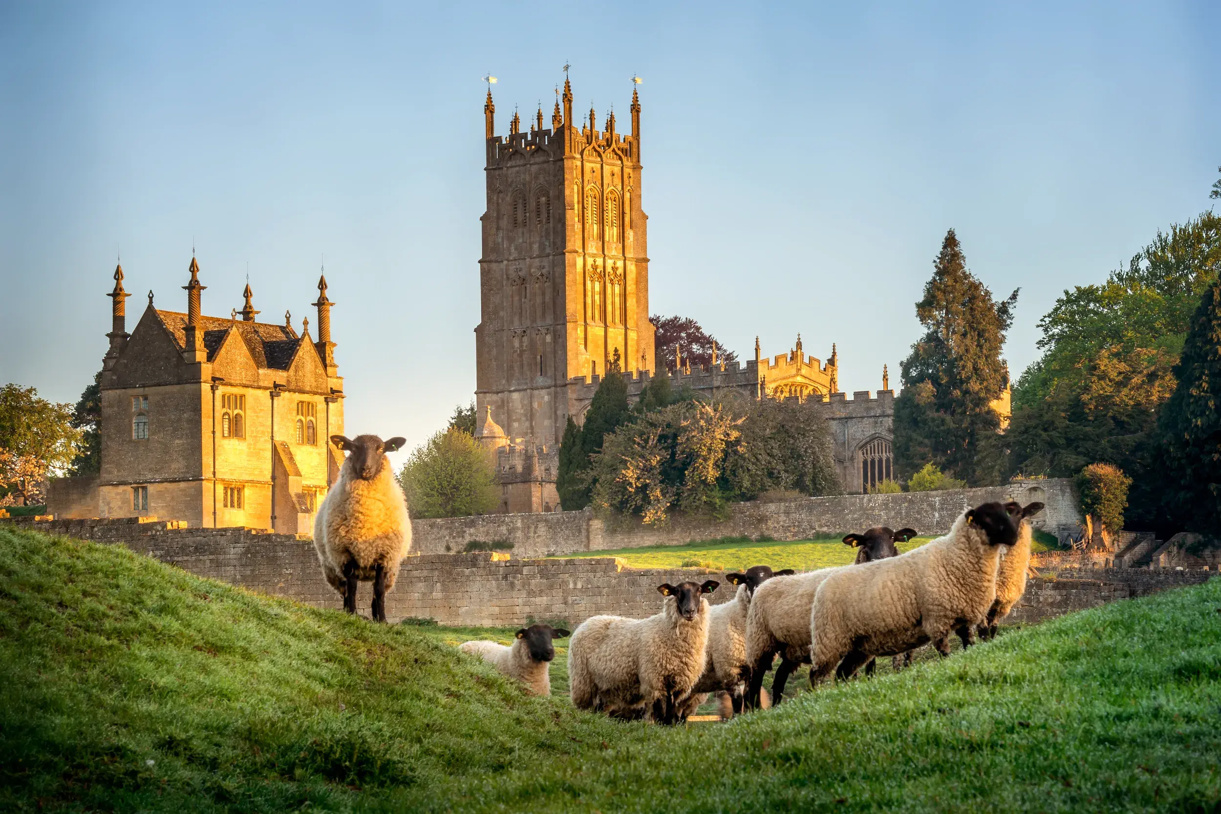 Schafherde auf einem grünen Hügel in den Cotswolds mit Blick auf das historische Sudeley Castle im warmen Abendlicht.