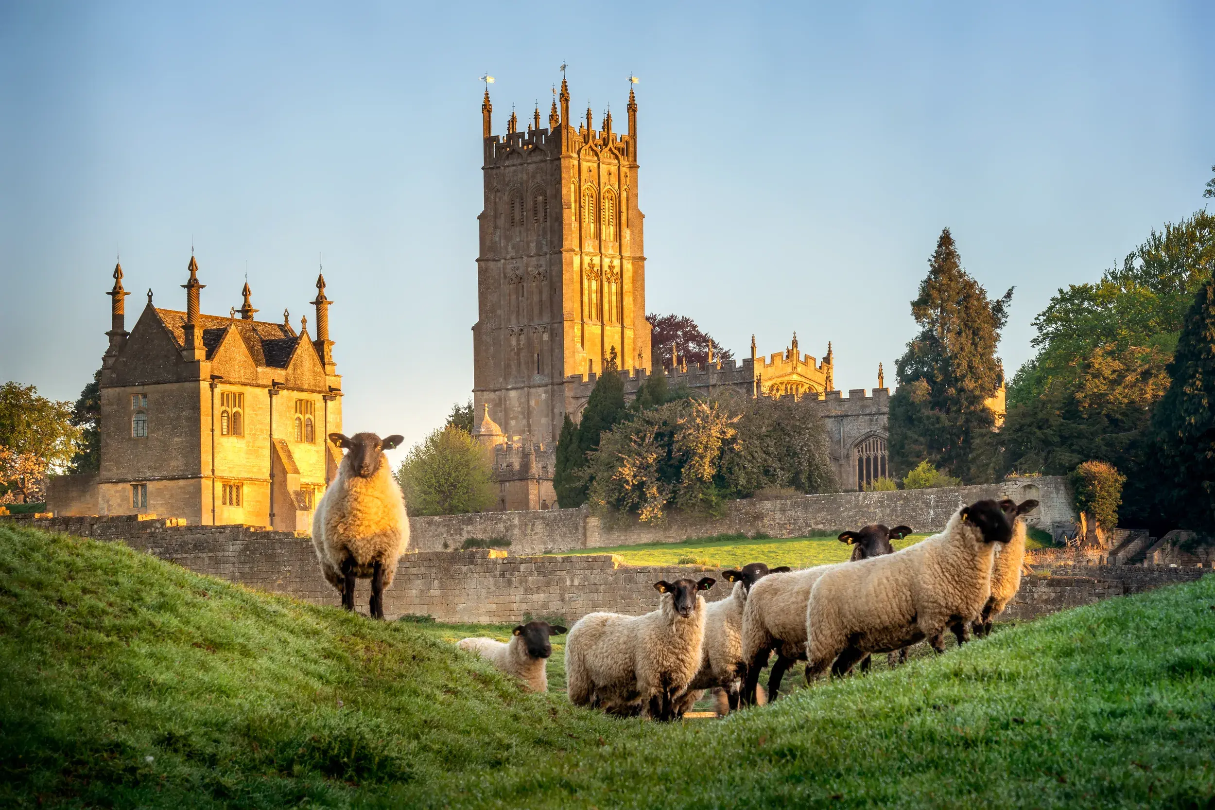 Schafherde auf einem grünen Hügel in den Cotswolds mit Blick auf das historische Sudeley Castle im warmen Abendlicht.