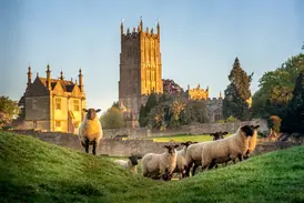 Schafherde auf einem grünen Hügel in den Cotswolds mit Blick auf das historische Sudeley Castle im warmen Abendlicht.