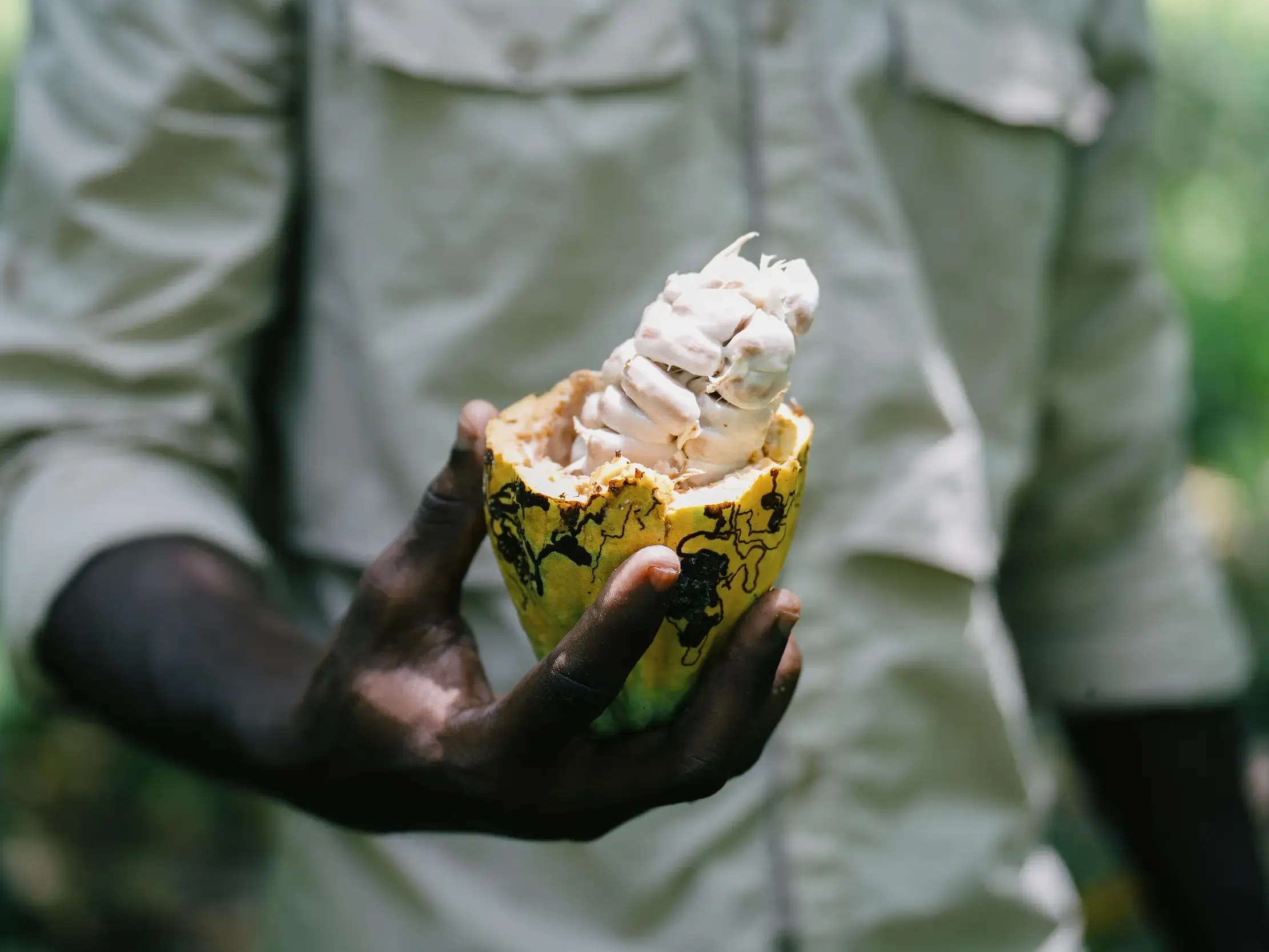 Einheimischer hält eine aufgeschnittene, gelbe Kakaofrucht mit weißem Fruchtfleisch auf einer Plantage in São Tomé.