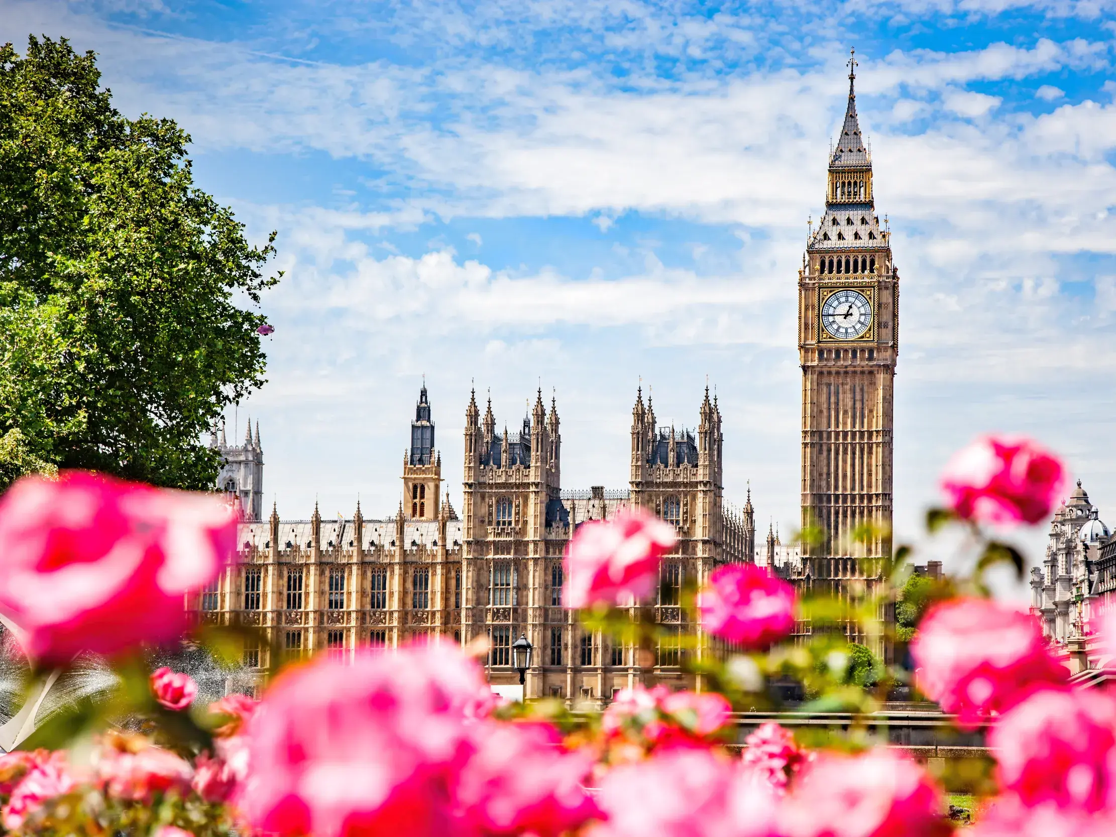Der Uhrenturm Big Ben und die Houses of Parliament in London unter blauem Himmel, gesehen durch leuchtend rosa Blüten.