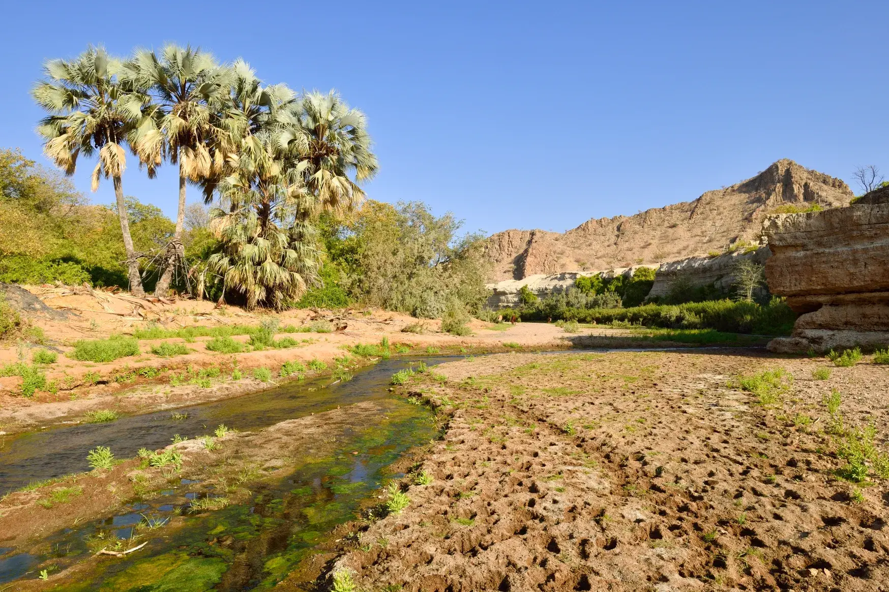 Elefantenspuren im schlammigen Ugab Rivier in Namibia, umgeben von Palmen und den Felsformationen des Brandbergs.