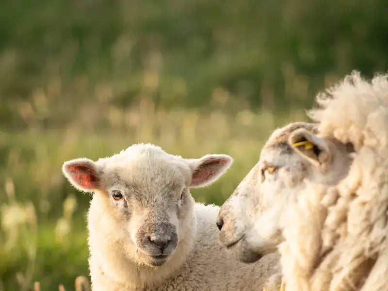Nahaufnahme eines neugierigen Lamms und seines Mutterschafes auf einer grünen Weide in der Wanderregion Connemara in Irland.