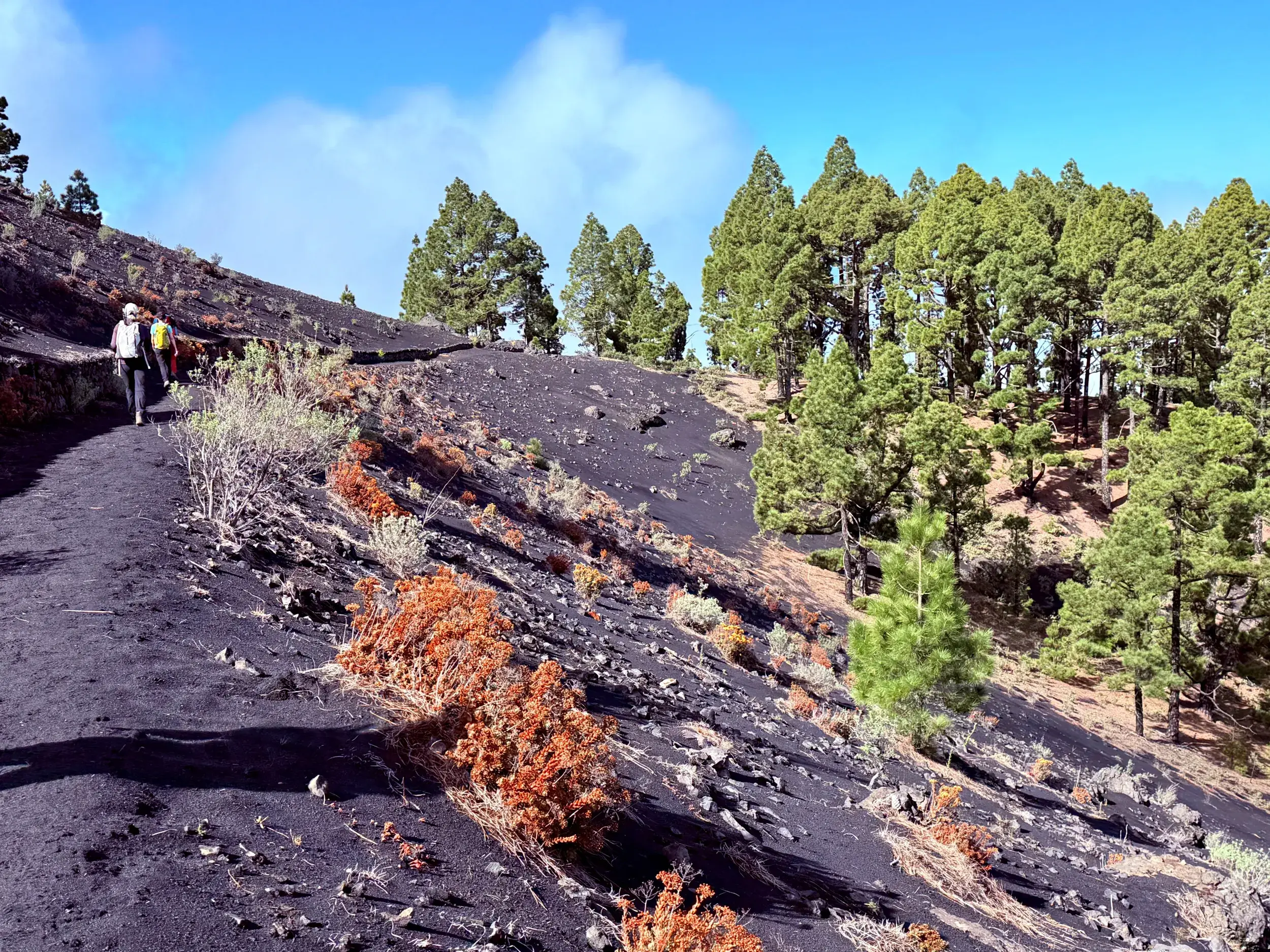 Zwei Wanderer auf einem Pfad durch die schwarze Vulkanlandschaft der Cumbre Vieja auf La Palma, umgeben von Kiefern.