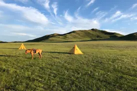 Zwei gelbe Zelte und ein gesatteltes Packpferd in der weiten, grünen Steppe des Khan-Khentii-Nationalparks in der Mongolei.