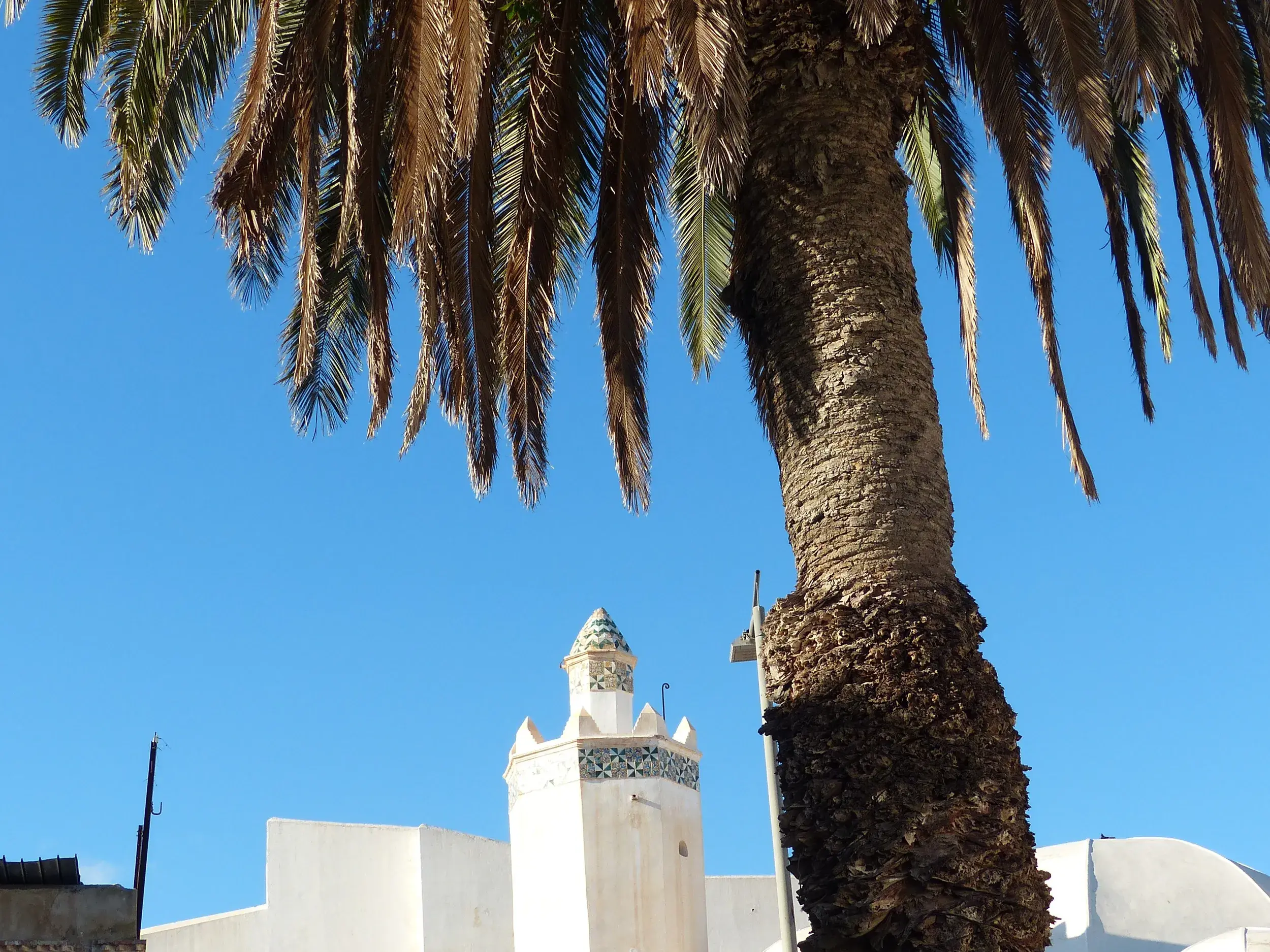 Blick auf eine große Dattelpalme vor dem verzierten Minarett eines weißen Gebäudes in der historischen Kasbah von Algier.