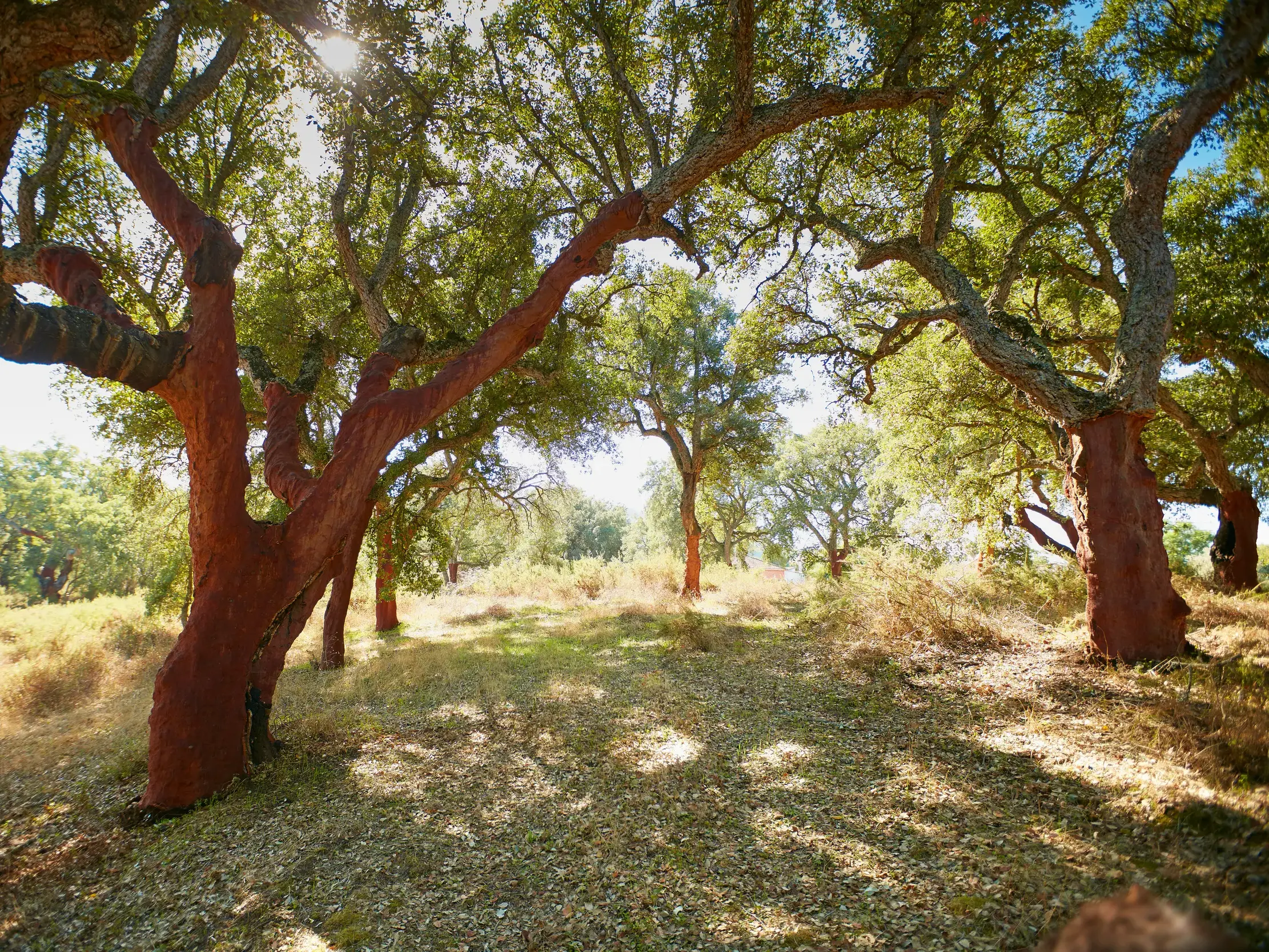 Sonnendurchfluteter Korkeichenwald in Nordportugal mit knorrigen Bäumen, deren rote Stämme auf die Korkernte hinweisen.