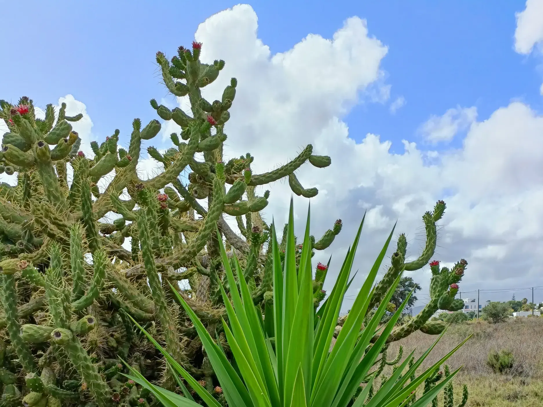Üppige Kakteen mit roten Blüten und Agaven in der kargen Landschaft des Barrocal im Hinterland der Algarve in Portugal.