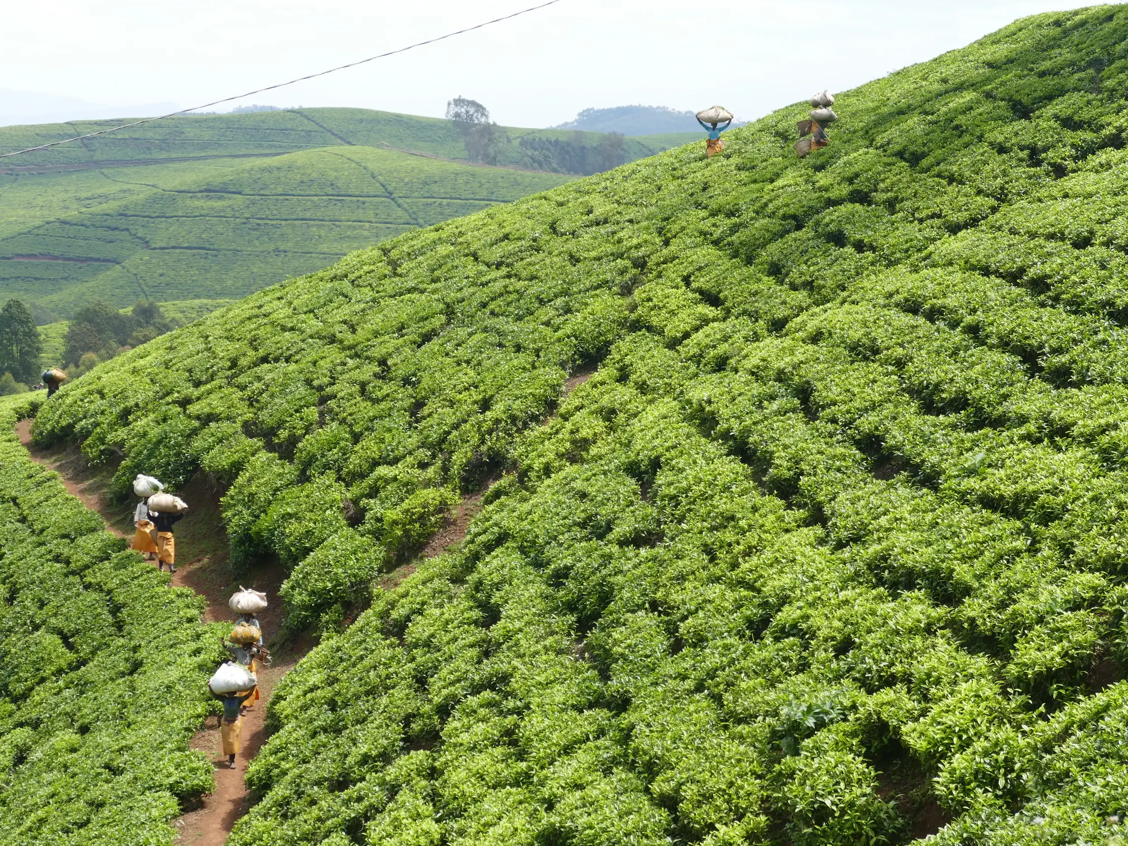 Einheimische Teepflücker auf einem Pfad durch die weitläufigen, grünen Teeplantagen in der hügeligen Landschaft Ugandas.