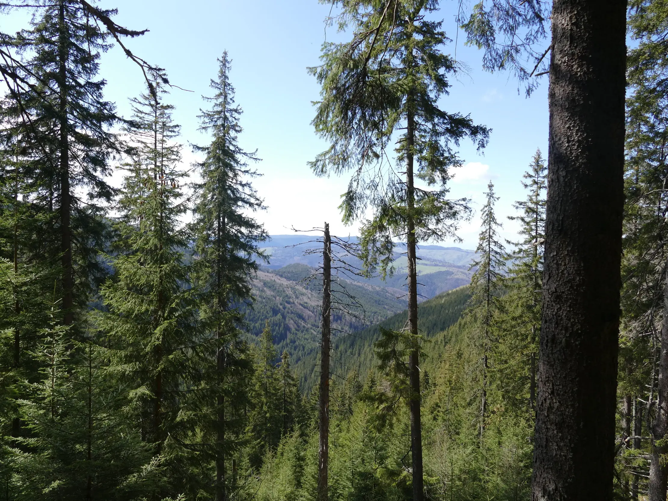 Auf einer Wanderung in Siebenbürgen, Blick durch Tannen auf die weiten, bewaldeten Täler der Karpaten.