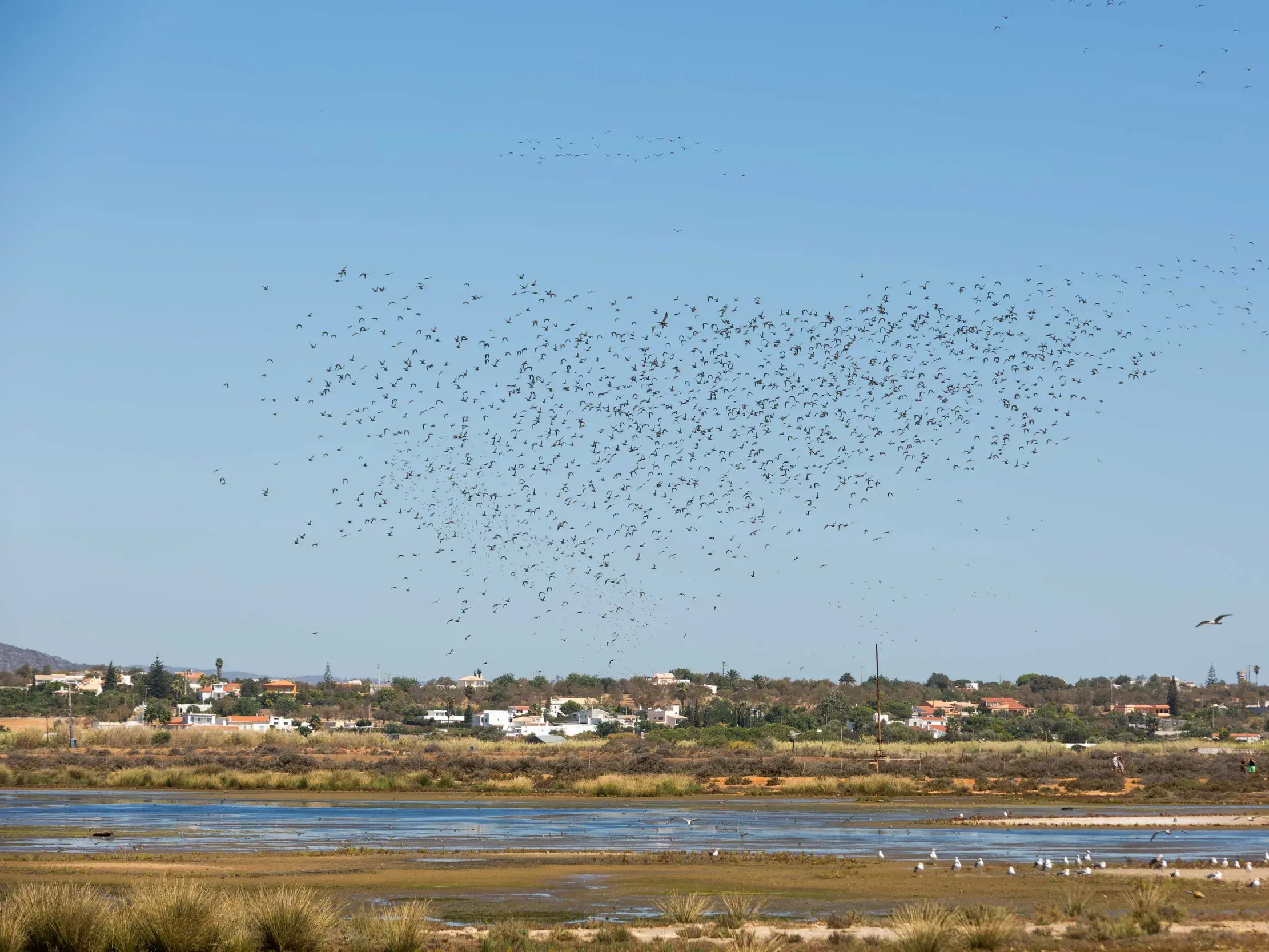 Großer Vogelschwarm fliegt über die weite Lagunenlandschaft des Naturparks Ria Formosa an der Algarveküste.