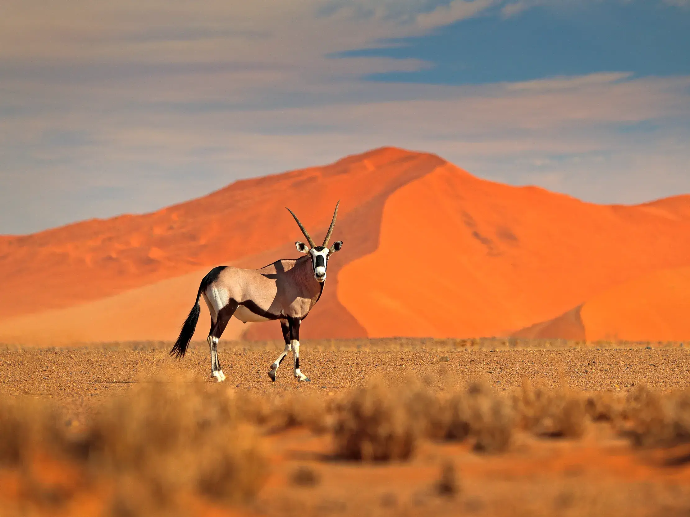 Eine Oryx-Antilope mit langen Hörnern durchquert die Namibwüste, im Hintergrund eine riesige, leuchtend rote Sanddüne.