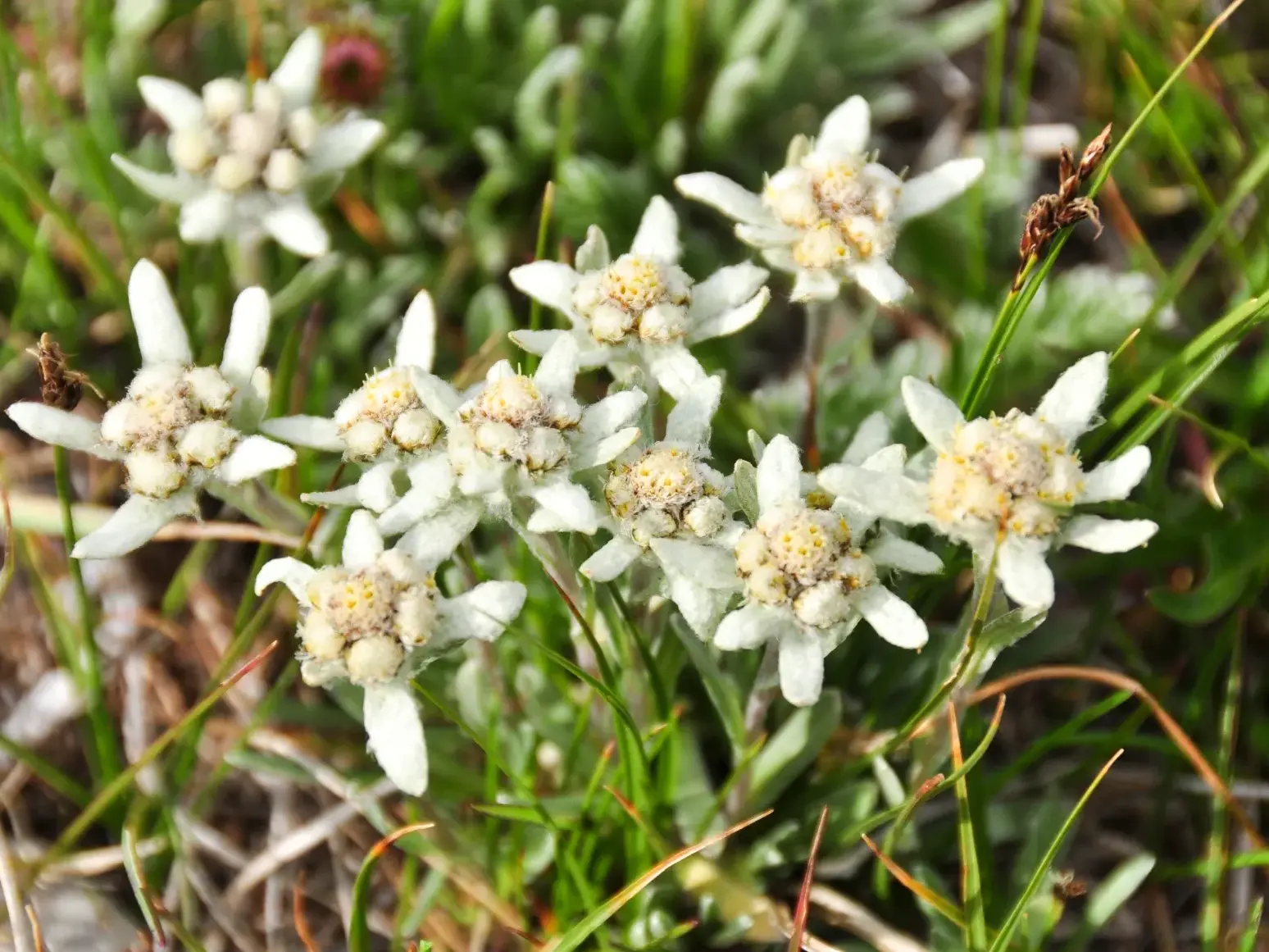Filzig-weiße Edelweißblüten auf einer grünen Almwiese beim Trekking im Tian-Shan-Gebirge in Kirgistan.