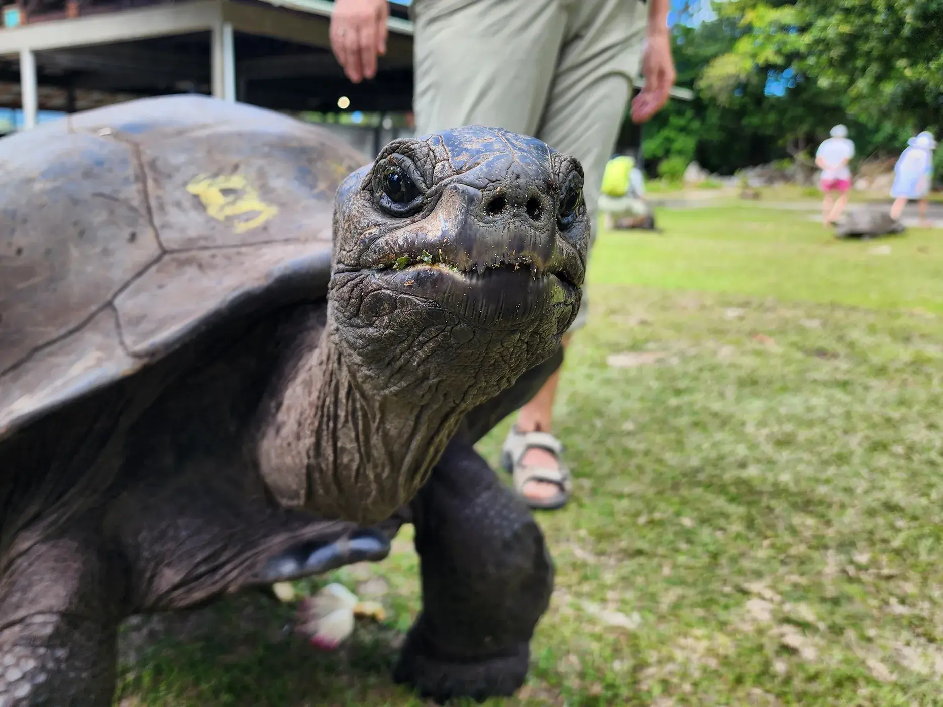 Nahe Begegnung mit einer Aldabra-Riesenschildkröte auf einer Wiese auf der Insel Curieuse während der Wanderreise Seychellen.