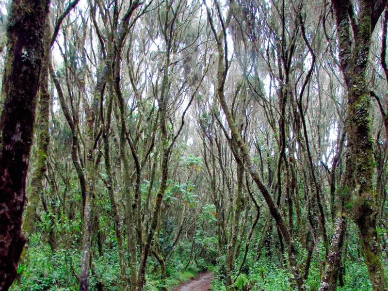 Trekking auf der Marangu-Route durch den dichten Regenwald am Kilimanjaro mit von Flechten behangenen Bäumen.