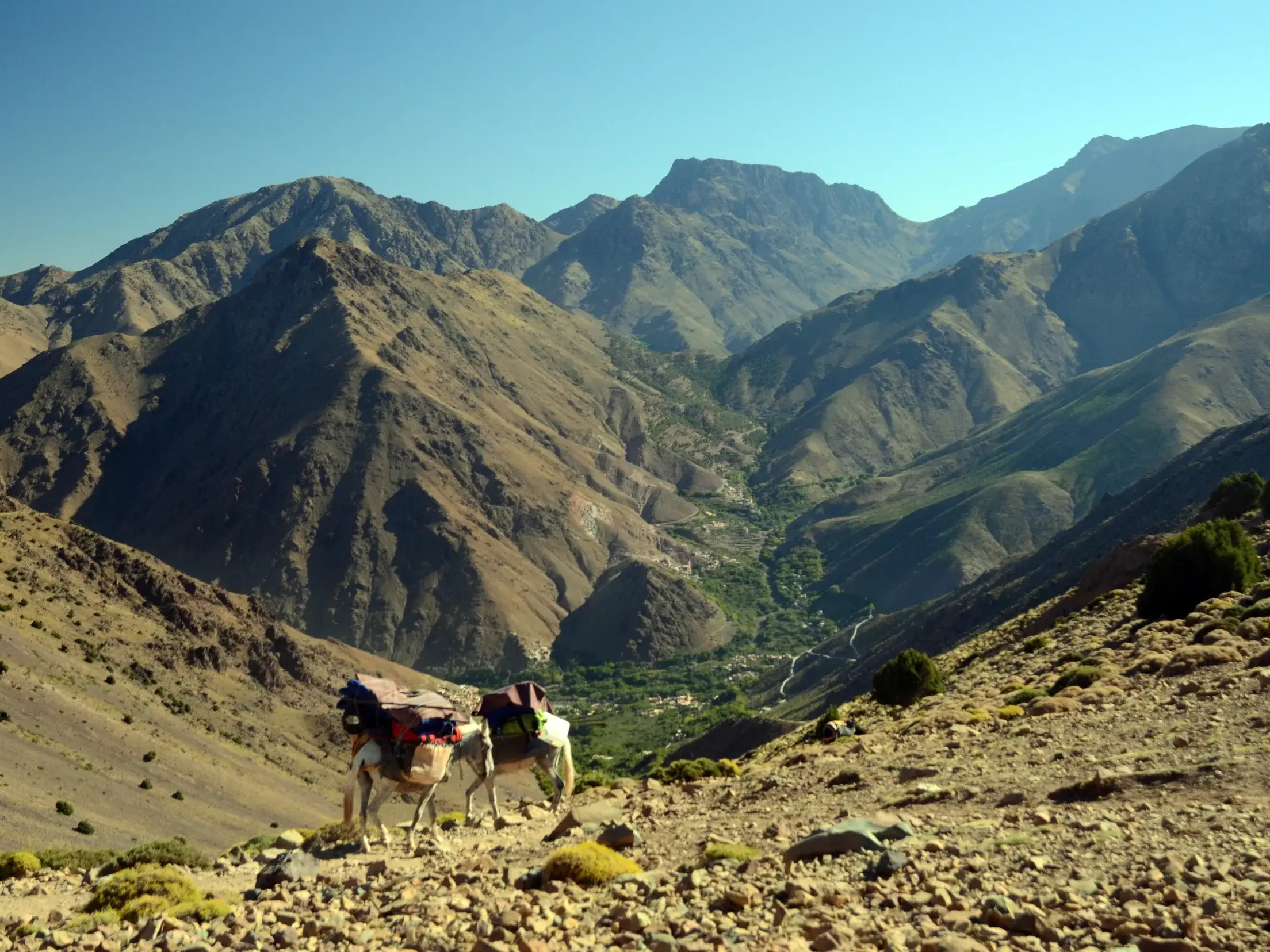 Zwei Mulis transportieren Trekking-Gepäck auf einem steinigen Pfad hoch über einem grünen Tal im Hohen Atlas.