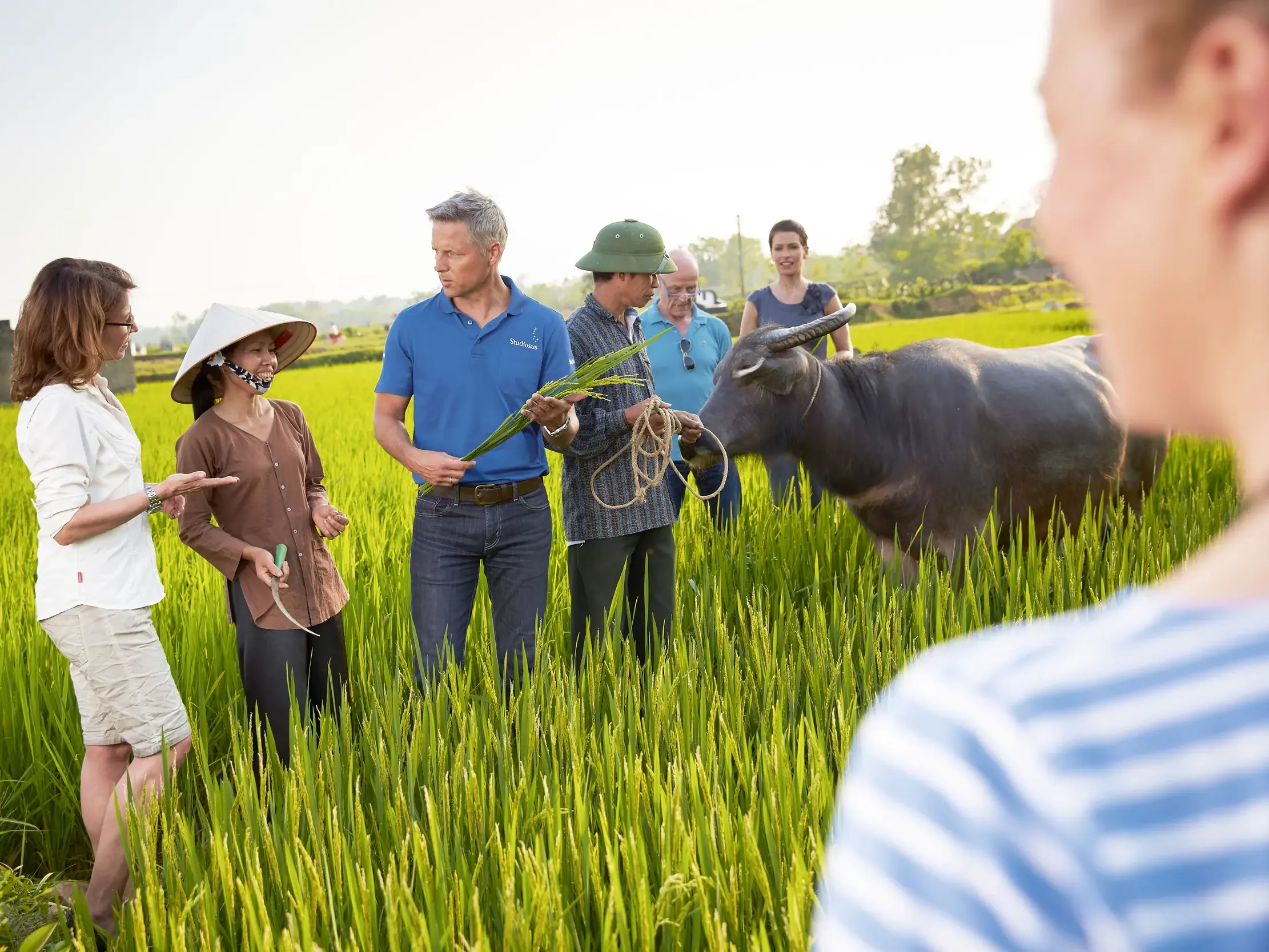 Auf einer Studienreise in Vietnam erklärt ein Reiseleiter seiner Gruppe den Reisanbau in einem Feld mit Bauern und Wasserbüffel.