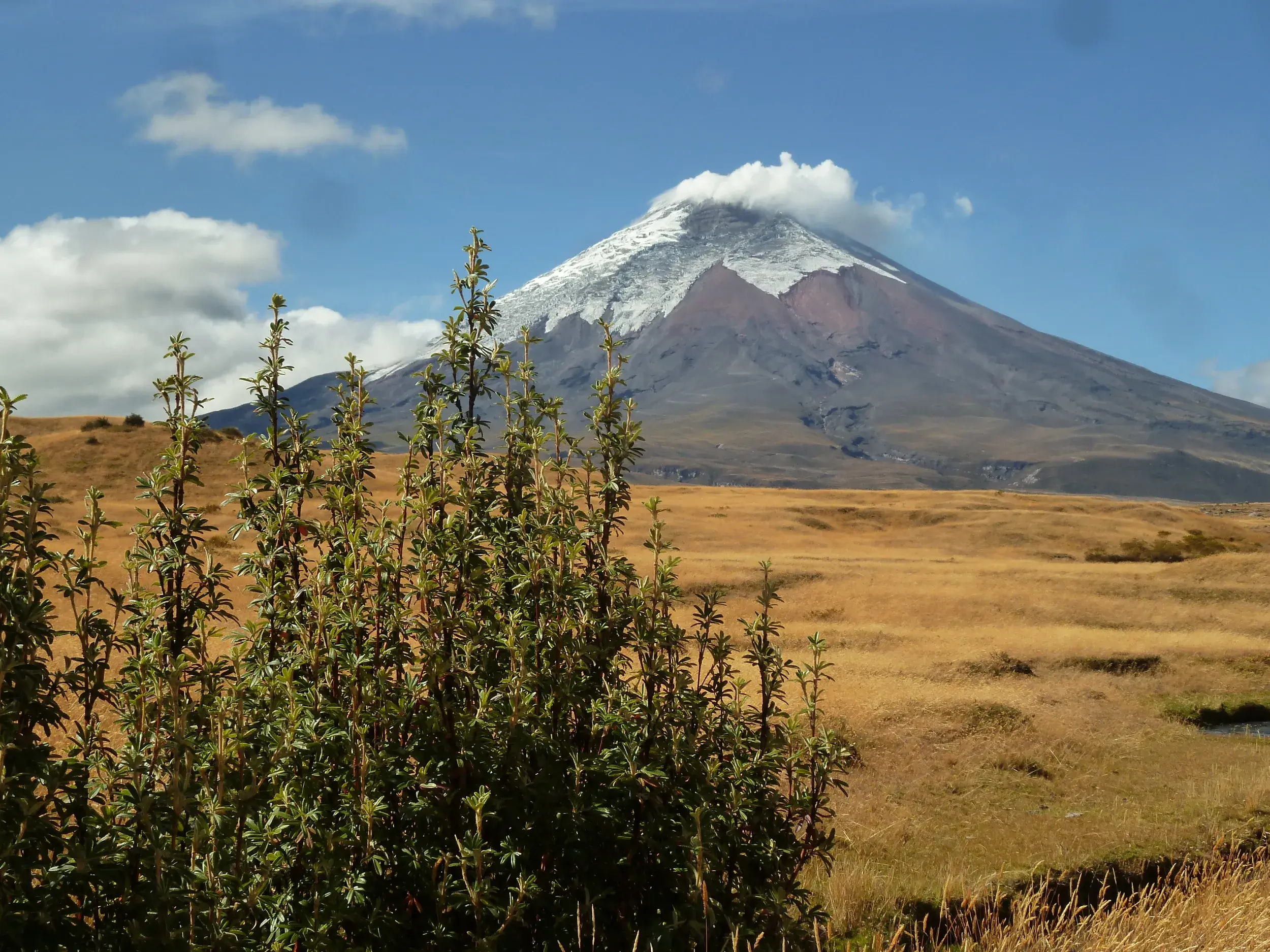 Blick über die weite Páramo-Landschaft des Cotopaxi Nationalparks auf den schneebedeckten Gipfel des aktiven Vulkans Cotopaxi.