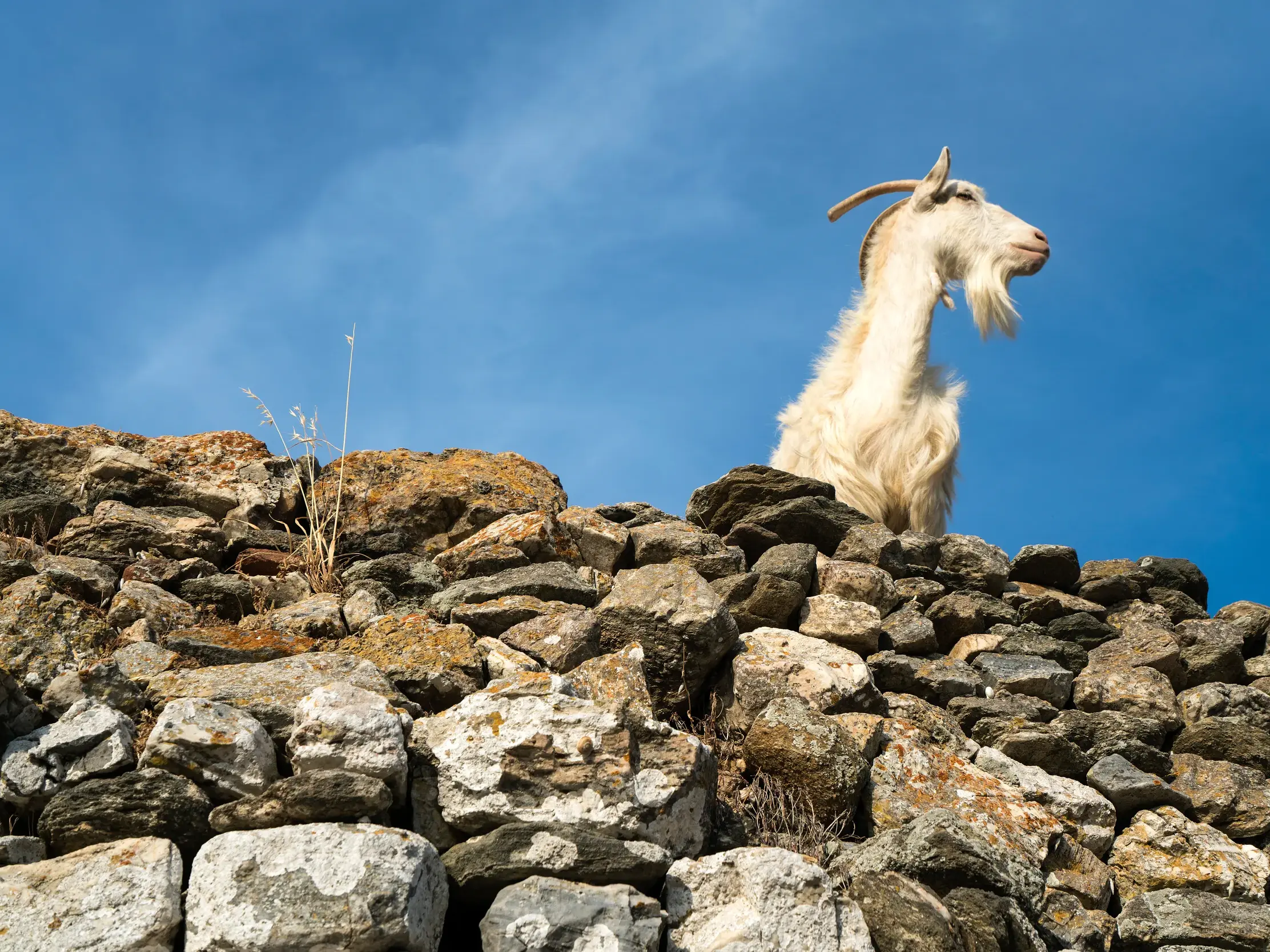 Eine neugierige weiße Ziege blickt von einer alten Steinmauer in der Bergwelt der Kykladen in den blauen Himmel.
