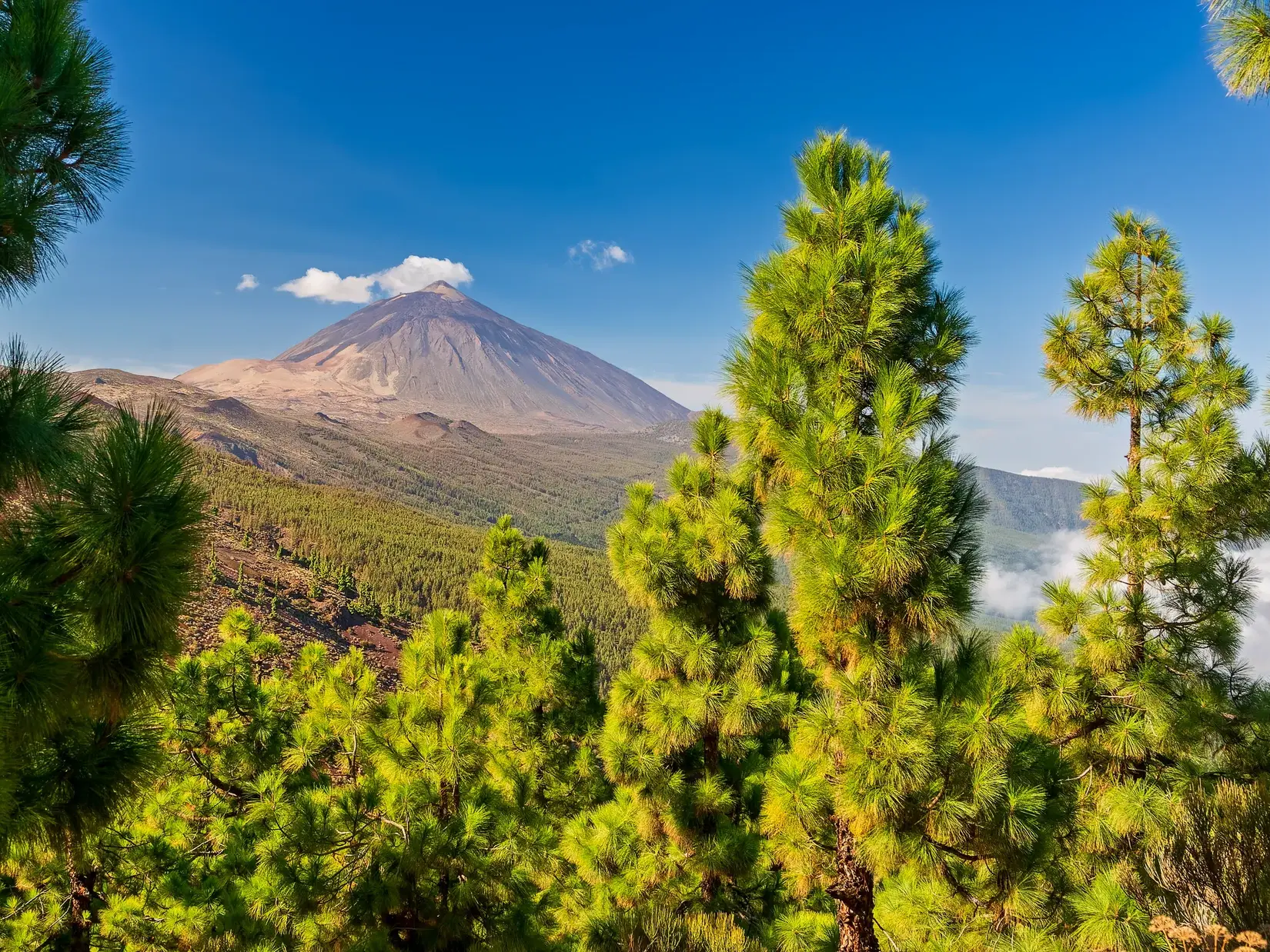 Majestätischer Blick durch leuchtend grüne Kiefern auf den Gipfel des Vulkans Teide im Nationalpark auf Teneriffa.