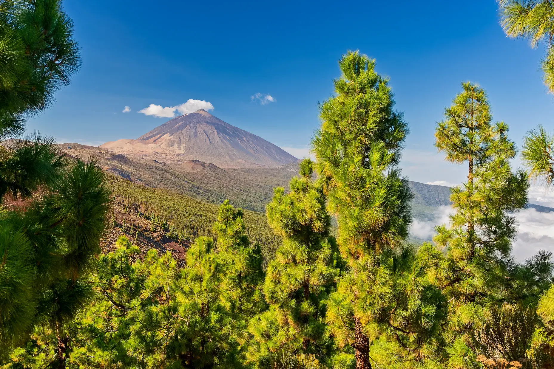 Majestätischer Blick durch leuchtend grüne Kiefern auf den Gipfel des Vulkans Teide im Nationalpark auf Teneriffa.