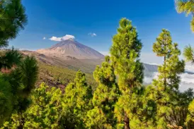 Majestätischer Blick durch leuchtend grüne Kiefern auf den Gipfel des Vulkans Teide im Nationalpark auf Teneriffa.