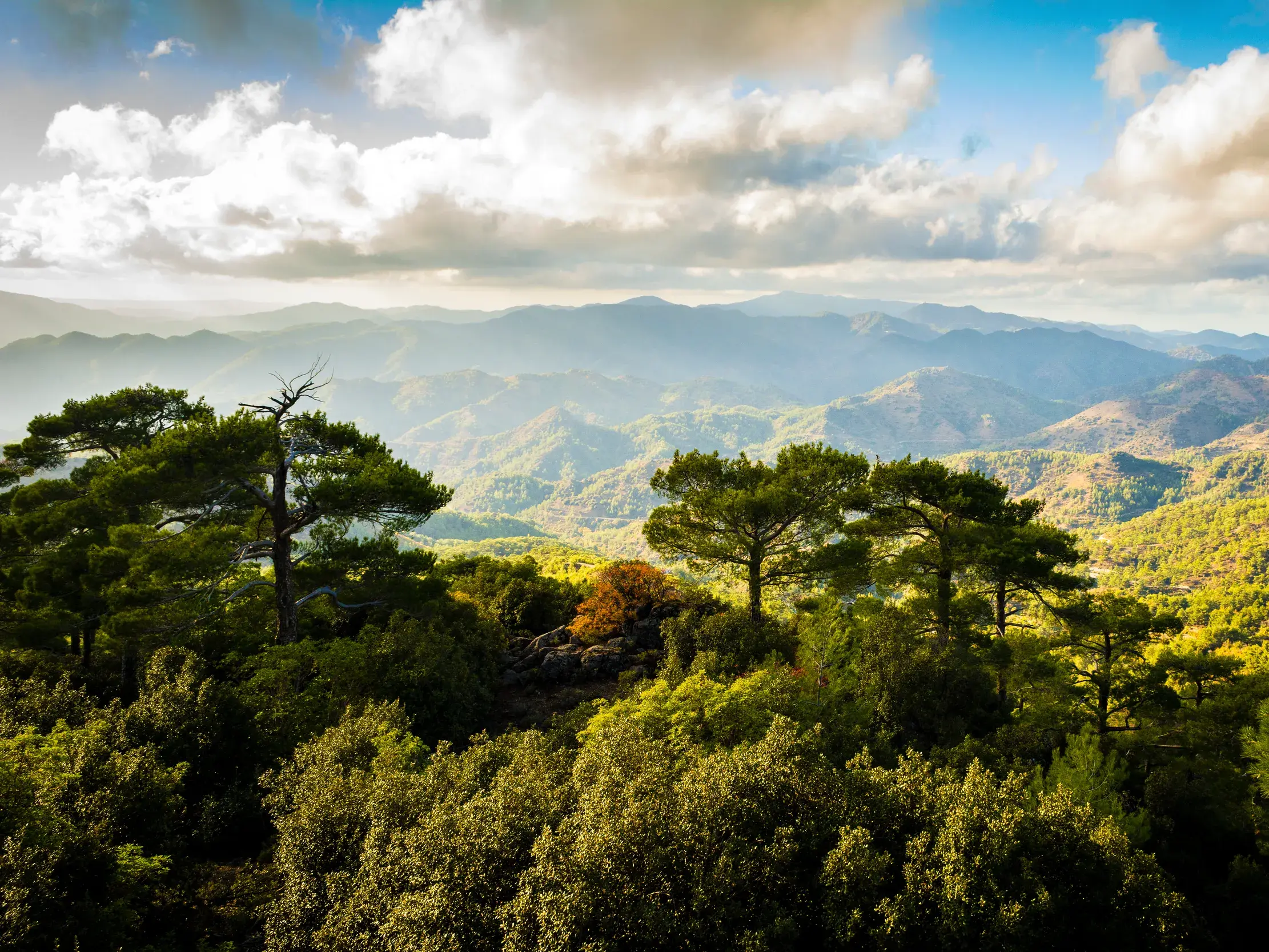 Kiefern im Vordergrund und Panoramablick über die weite, grüne Berglandschaft des Troodosgebirges auf Zypern.