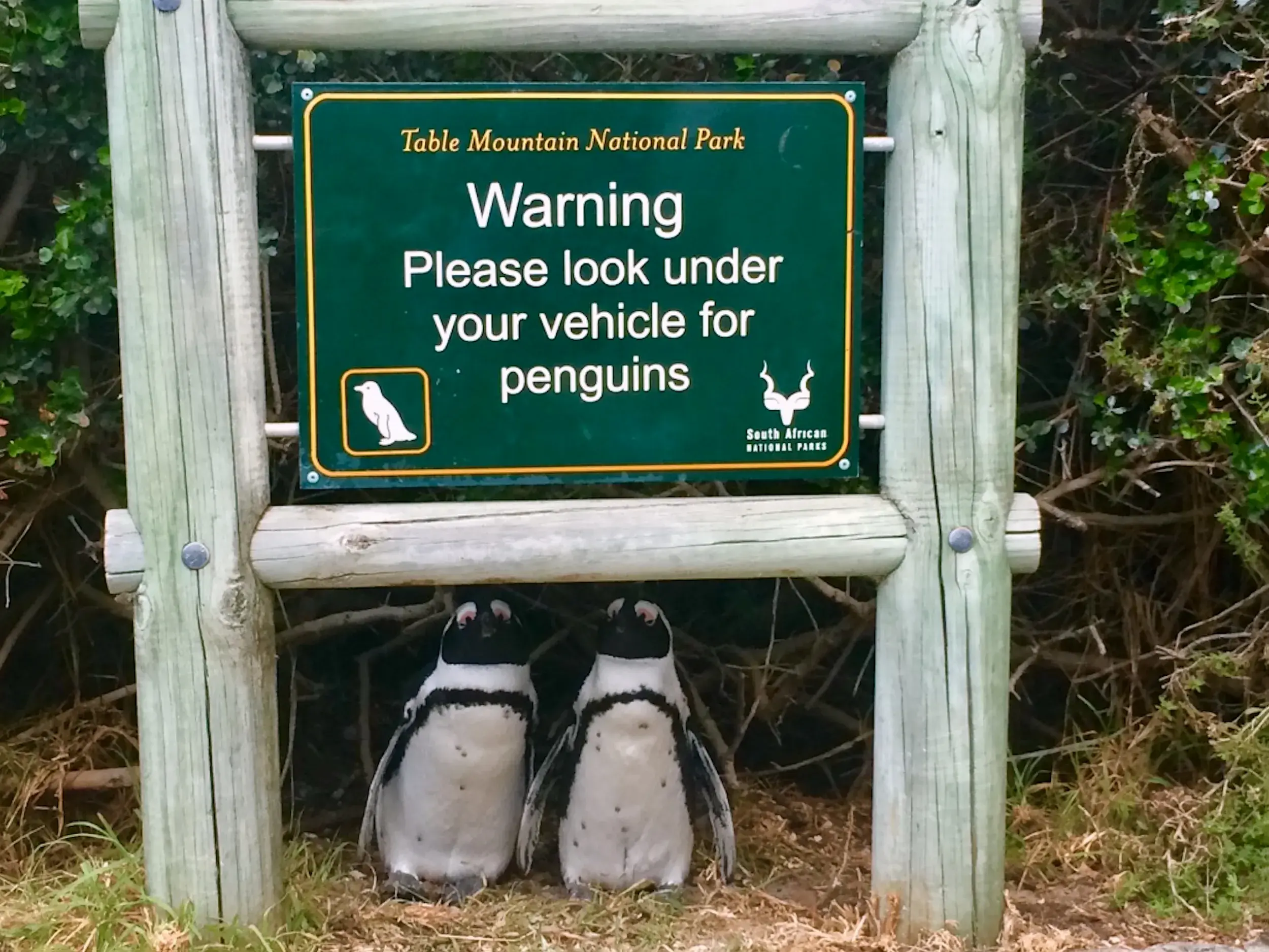 Zwei Brillenpinguine unter einem grünen Warnschild in der Pinguinkolonie Simon's Town, das Autofahrer zur Vorsicht mahnt.