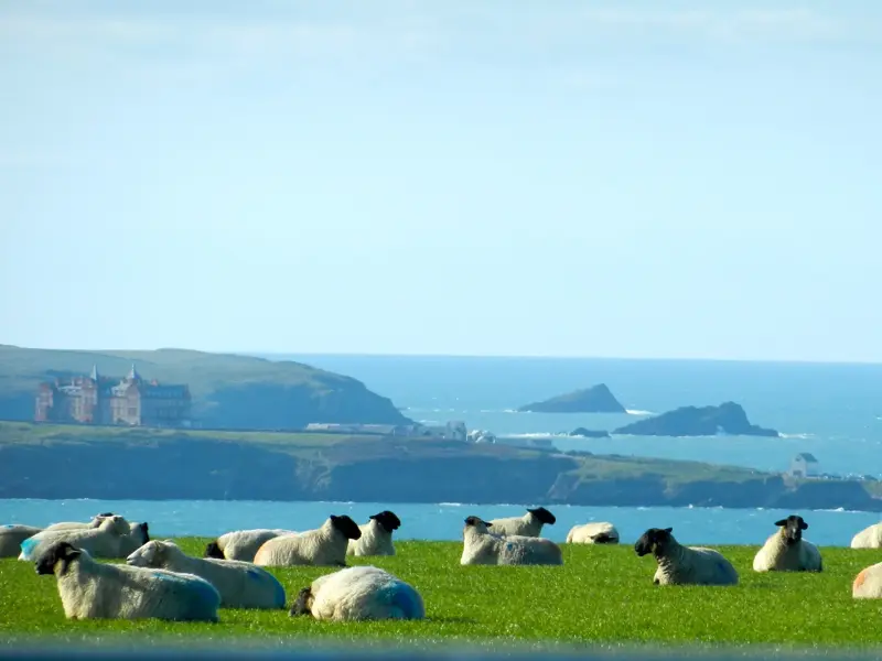 Eine Schafherde ruht auf einer saftig grünen Wiese an der Steilküste von Cornwall mit Blick auf den Atlantik bei Tintagel.