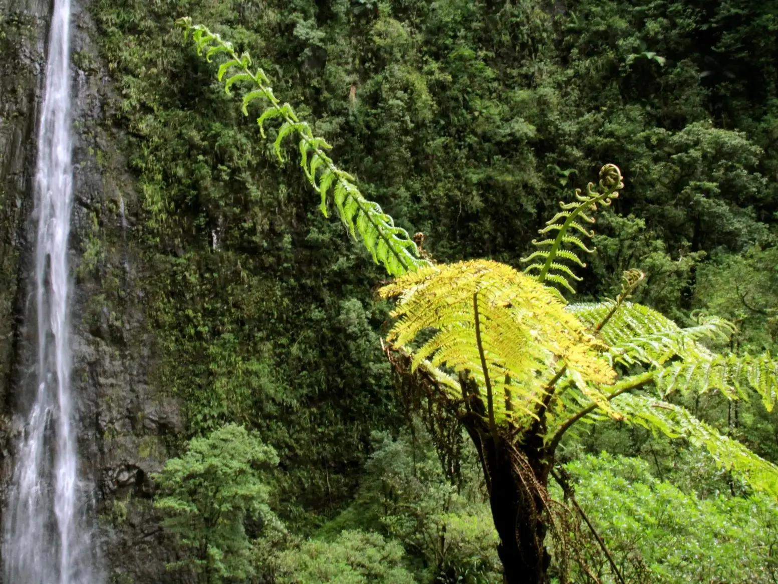 Ein riesiger Baumfarn mit hellgrünen Wedeln vor einem Wasserfall im üppigen, tropischen Bélouve Primärwald auf La Réunion.