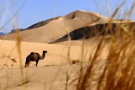 Dromedar während einer Trekkingreise in der Sahara mit Blick auf die goldfarbenen, weiten Sanddünen des Erg Admer.